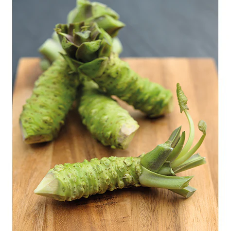 Individual Fresh English Wasabi Rhizomes - Image 2