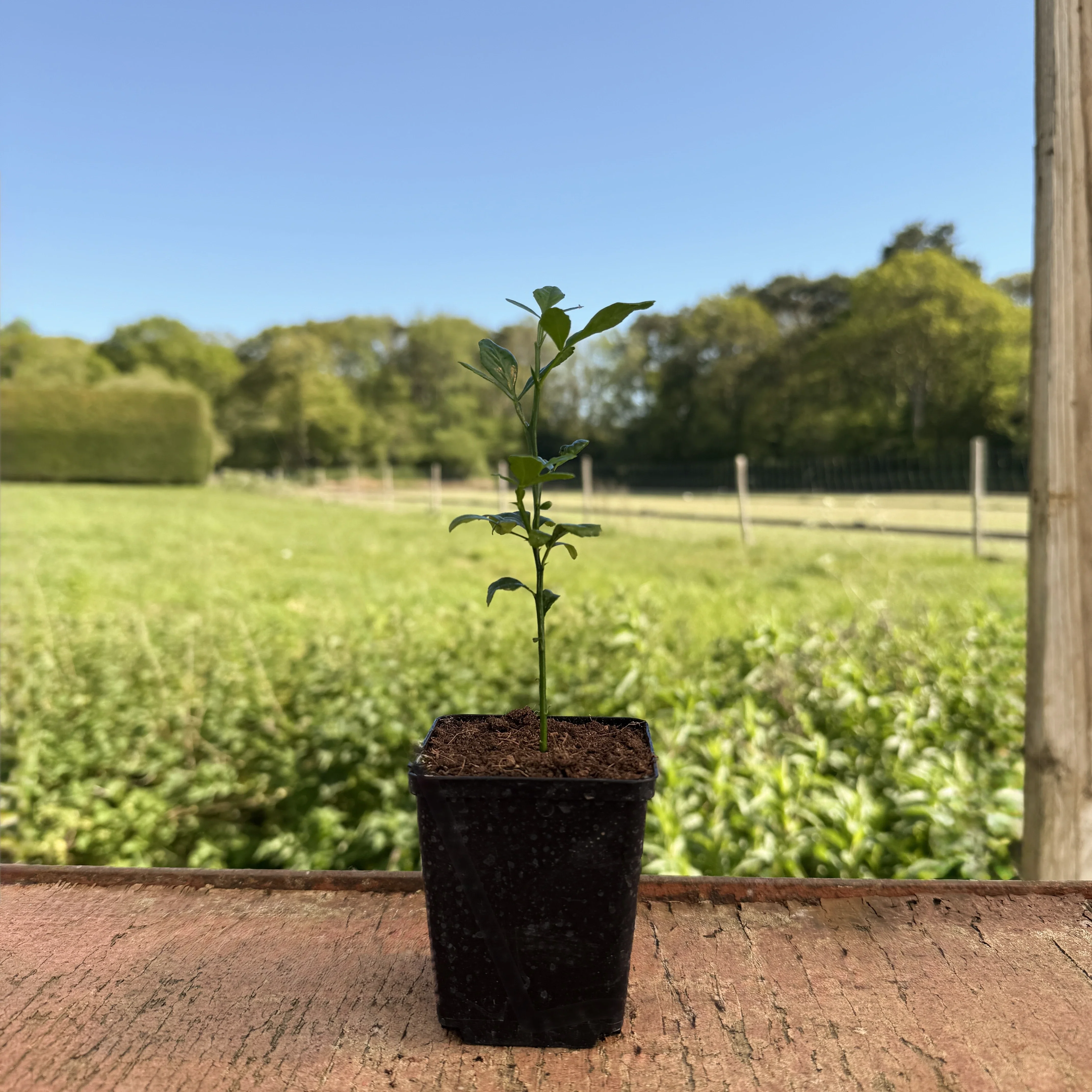 Japanese Bitter Orange Tree - Image 3
