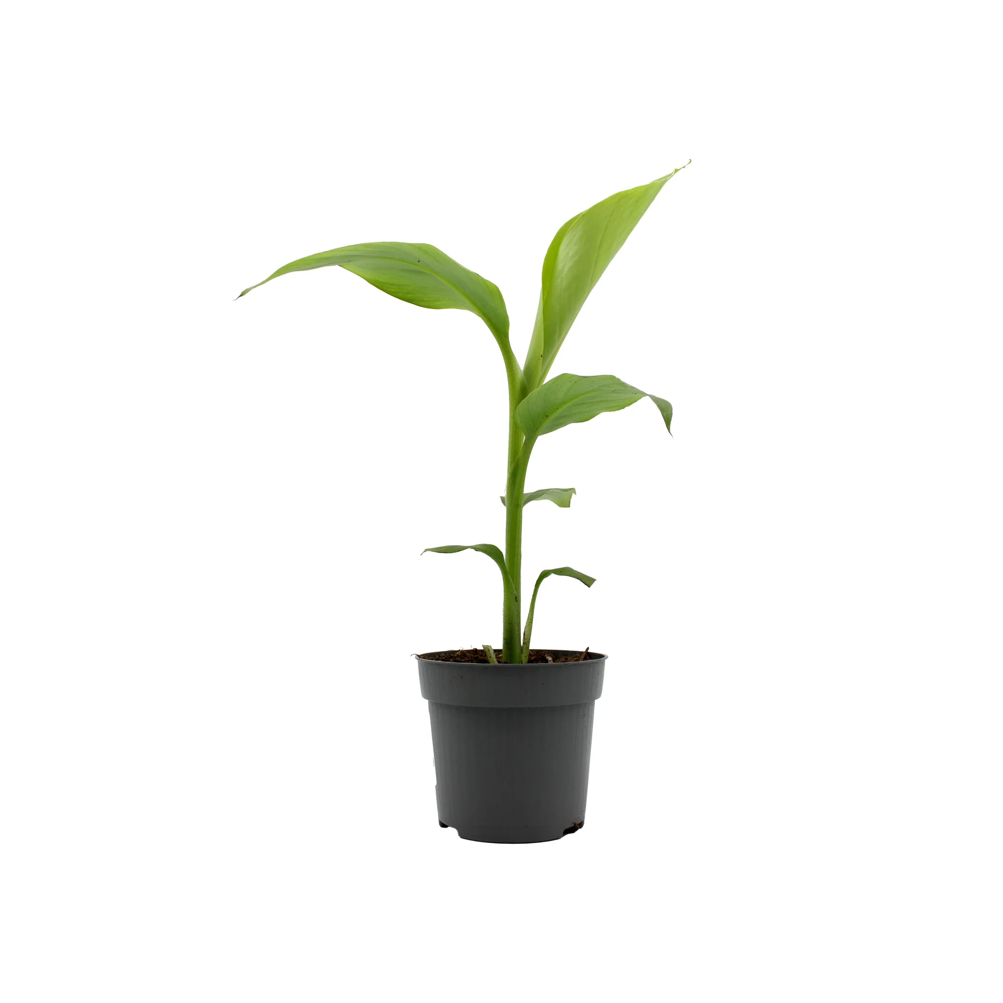Japanese Hardy Banana Plant (Musa basjoo)