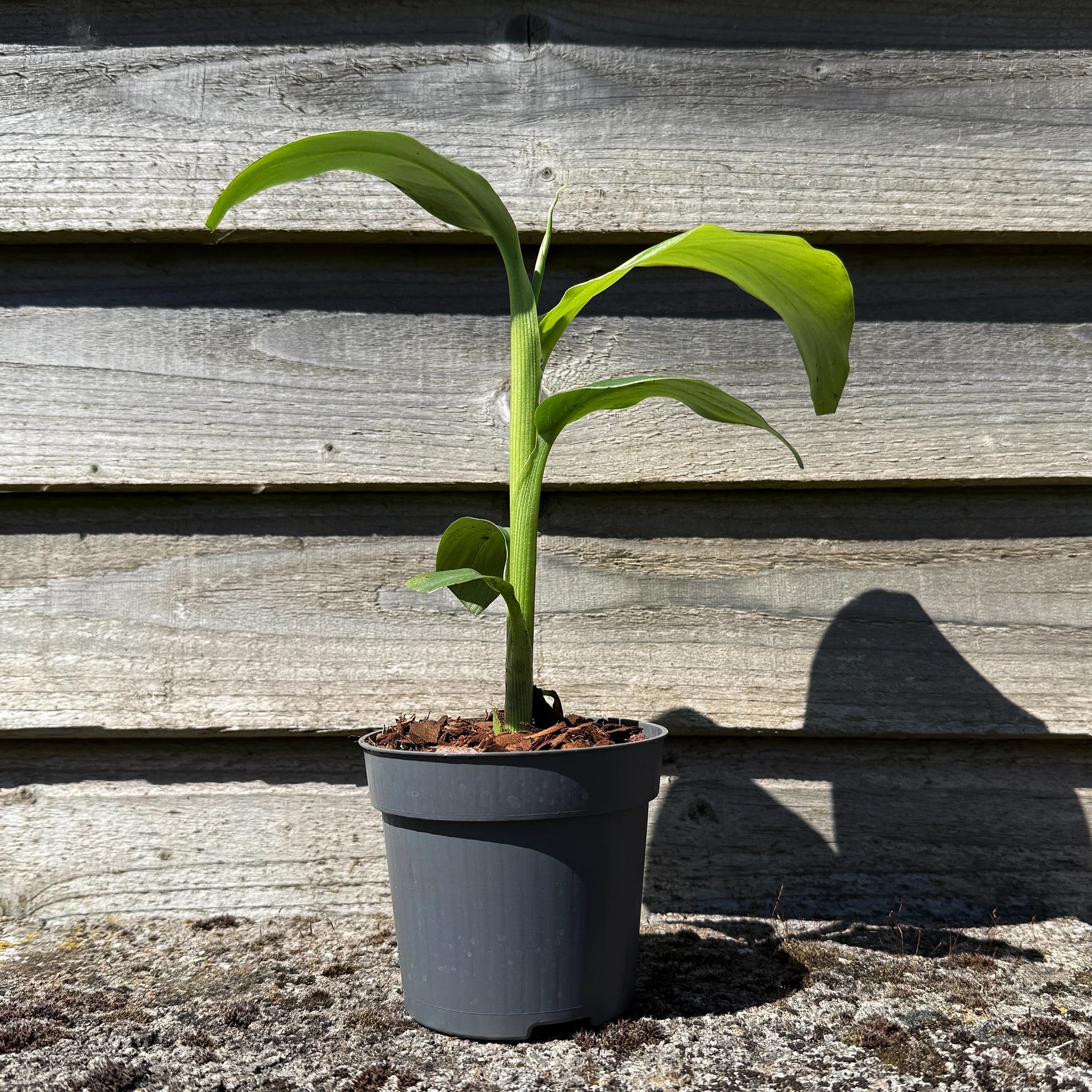 Japanese Hardy Banana Plant (Musa basjoo) - Image 2