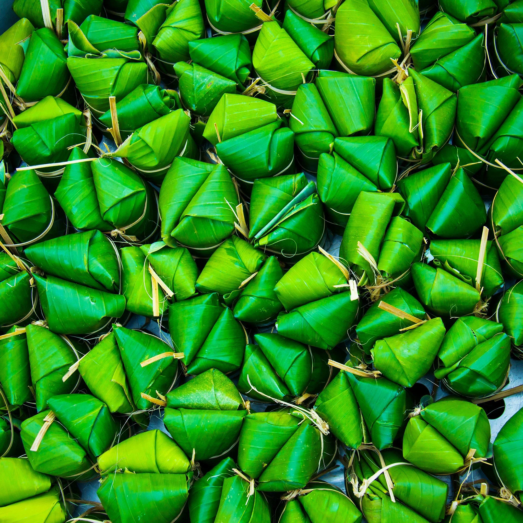 Japanese Hardy Banana Plant (Musa basjoo) - Image 4