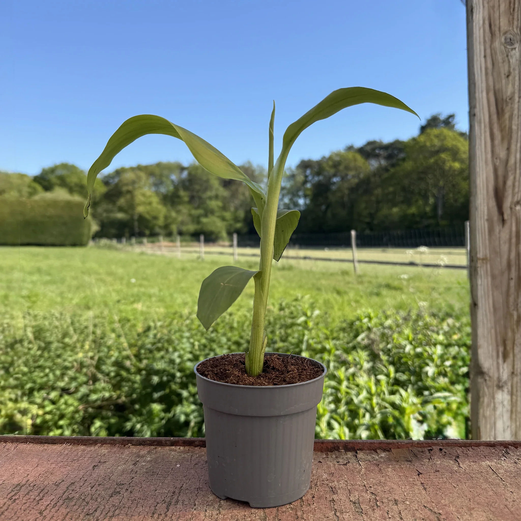 Japanese Hardy Banana Plant (Musa basjoo) - Image 6