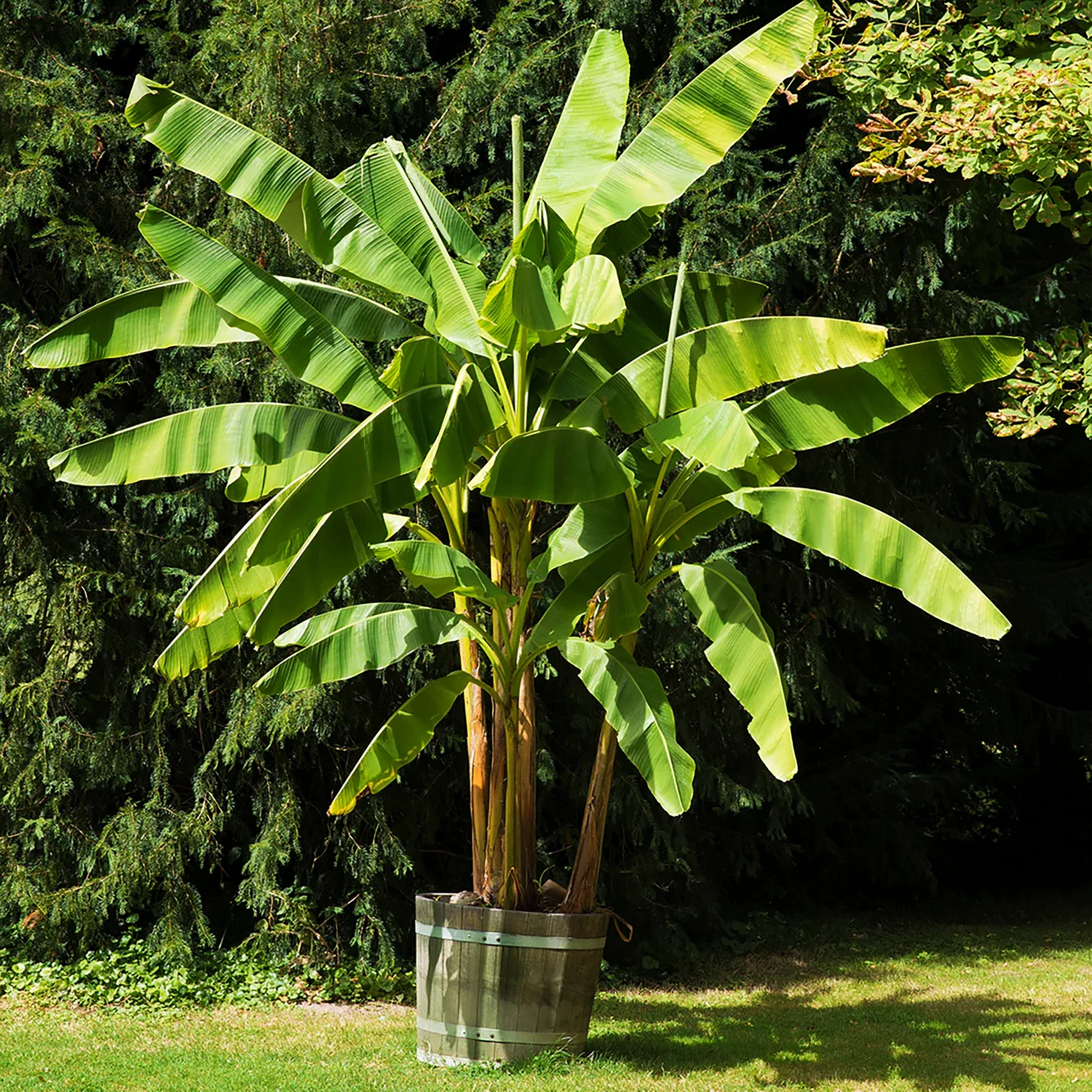 Japanese Hardy Banana Plant (Musa basjoo) - Image 7