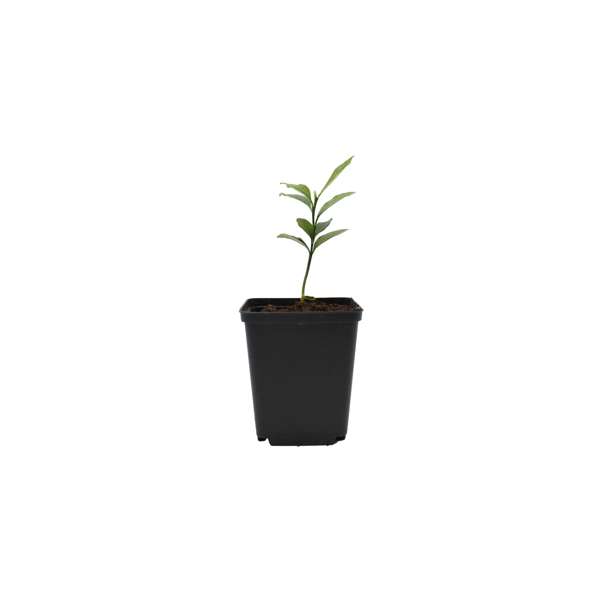 Japanese Kumquat Tree (Fortunella japonica)