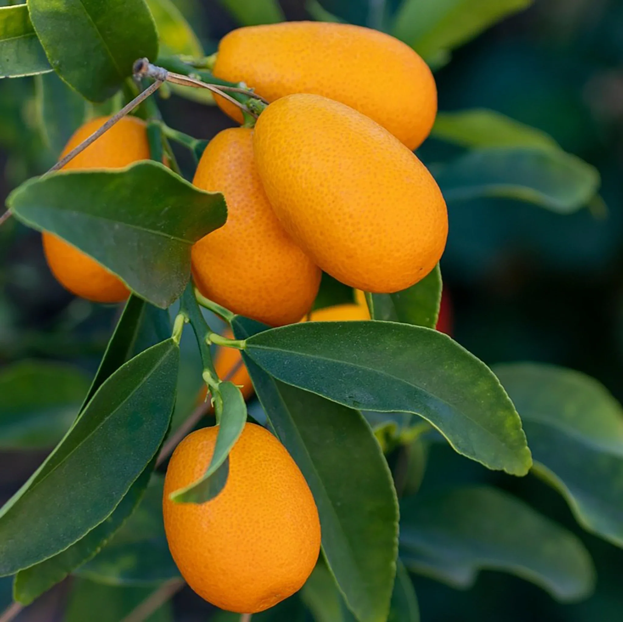 Japanese Kumquat Tree (Fortunella japonica) - Image 2
