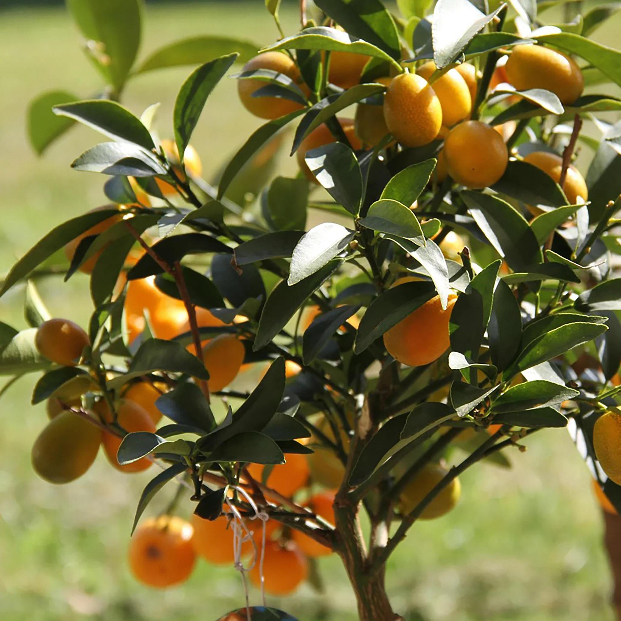 Japanese Kumquat Tree (Fortunella japonica) - Image 3