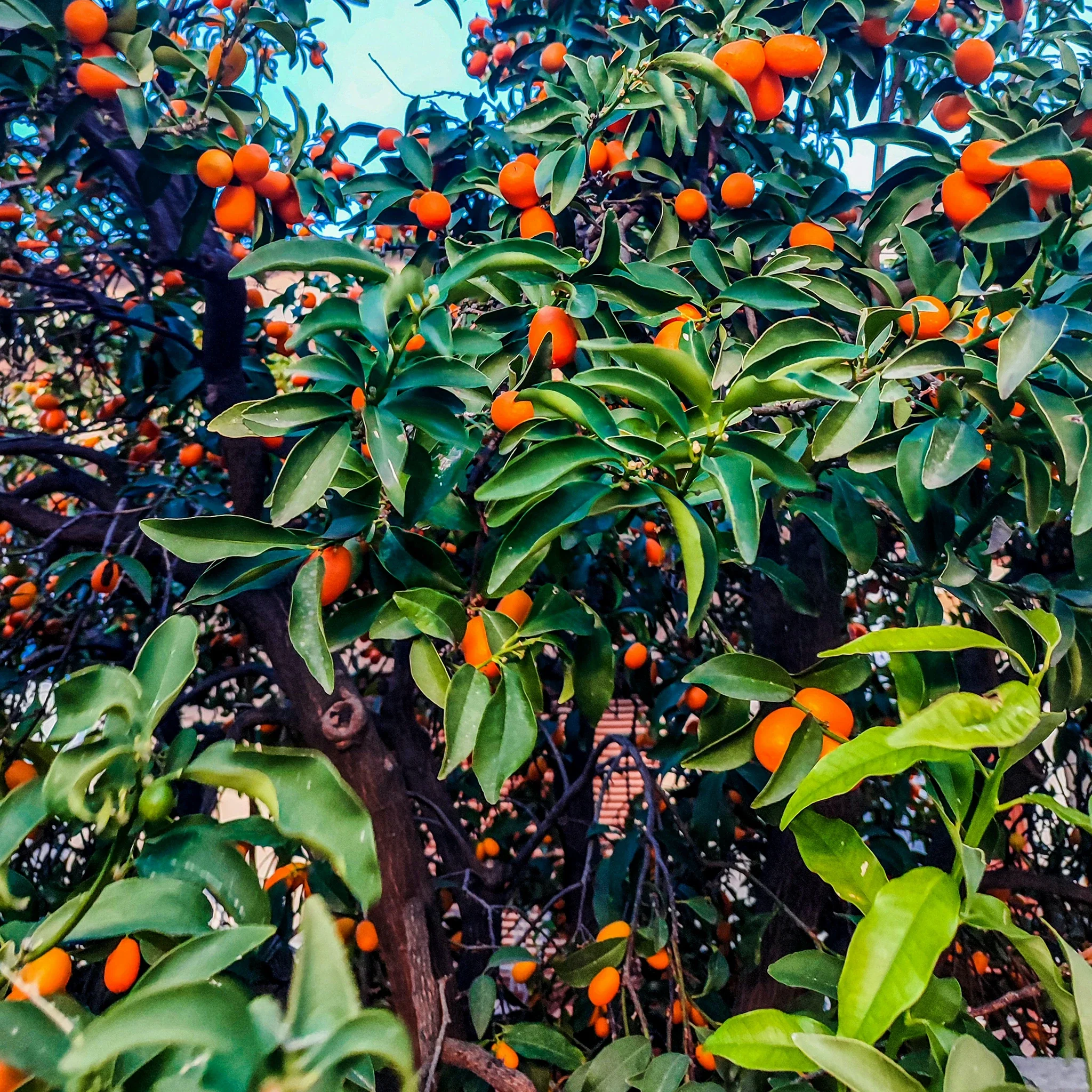 Japanese Kumquat Tree (Fortunella japonica) - Image 4