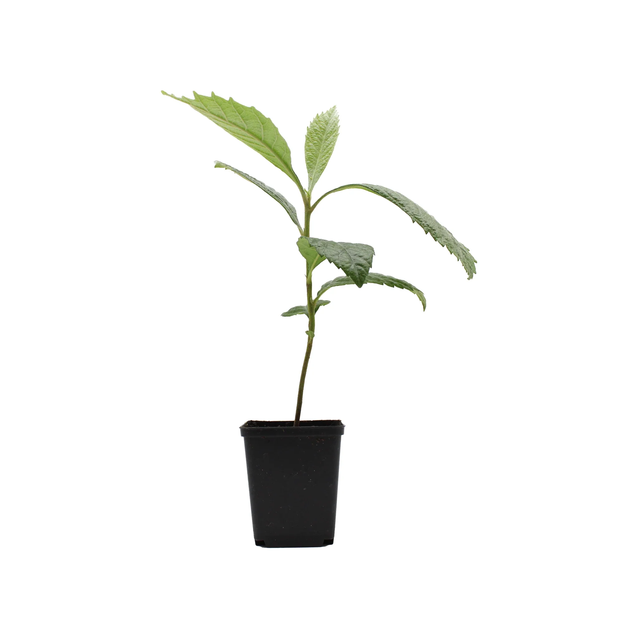 Japanese Medlar Tree (Eriobotrya japonica)