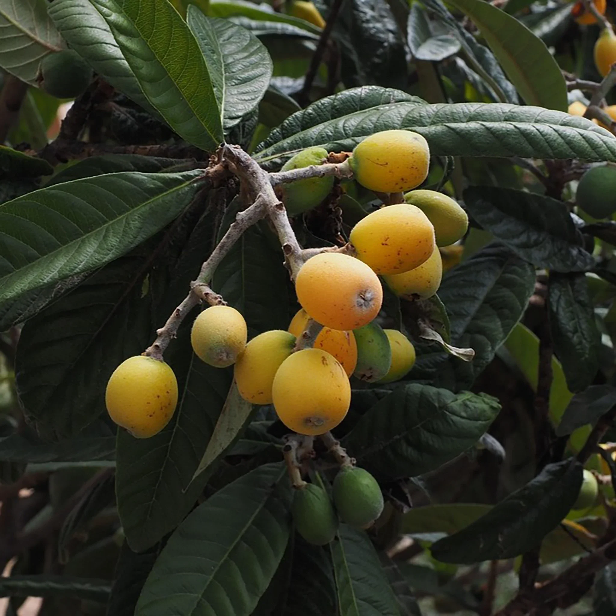 Japanese Medlar Tree (Eriobotrya japonica) - Image 2