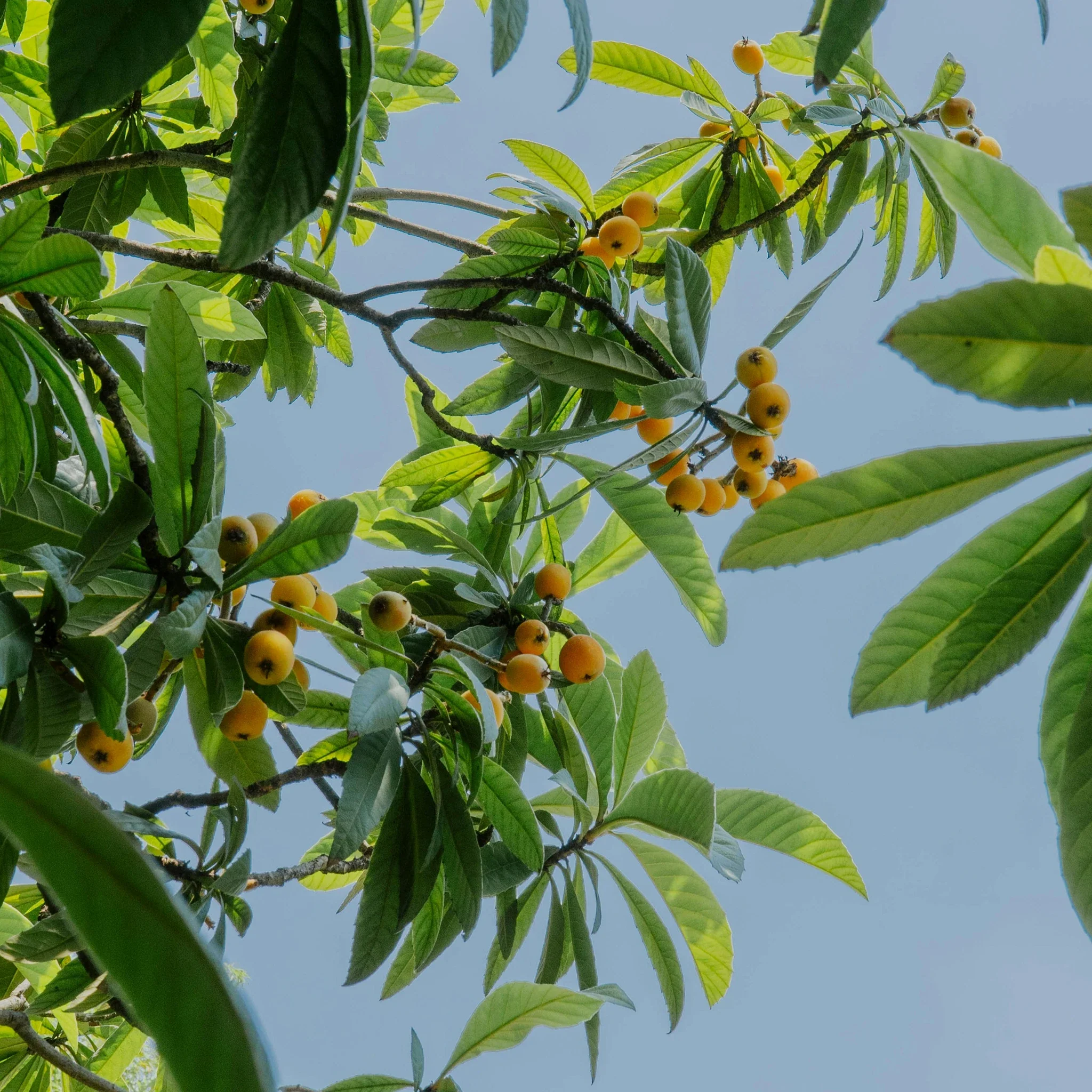 Japanese Medlar Tree (Eriobotrya japonica) - Image 3