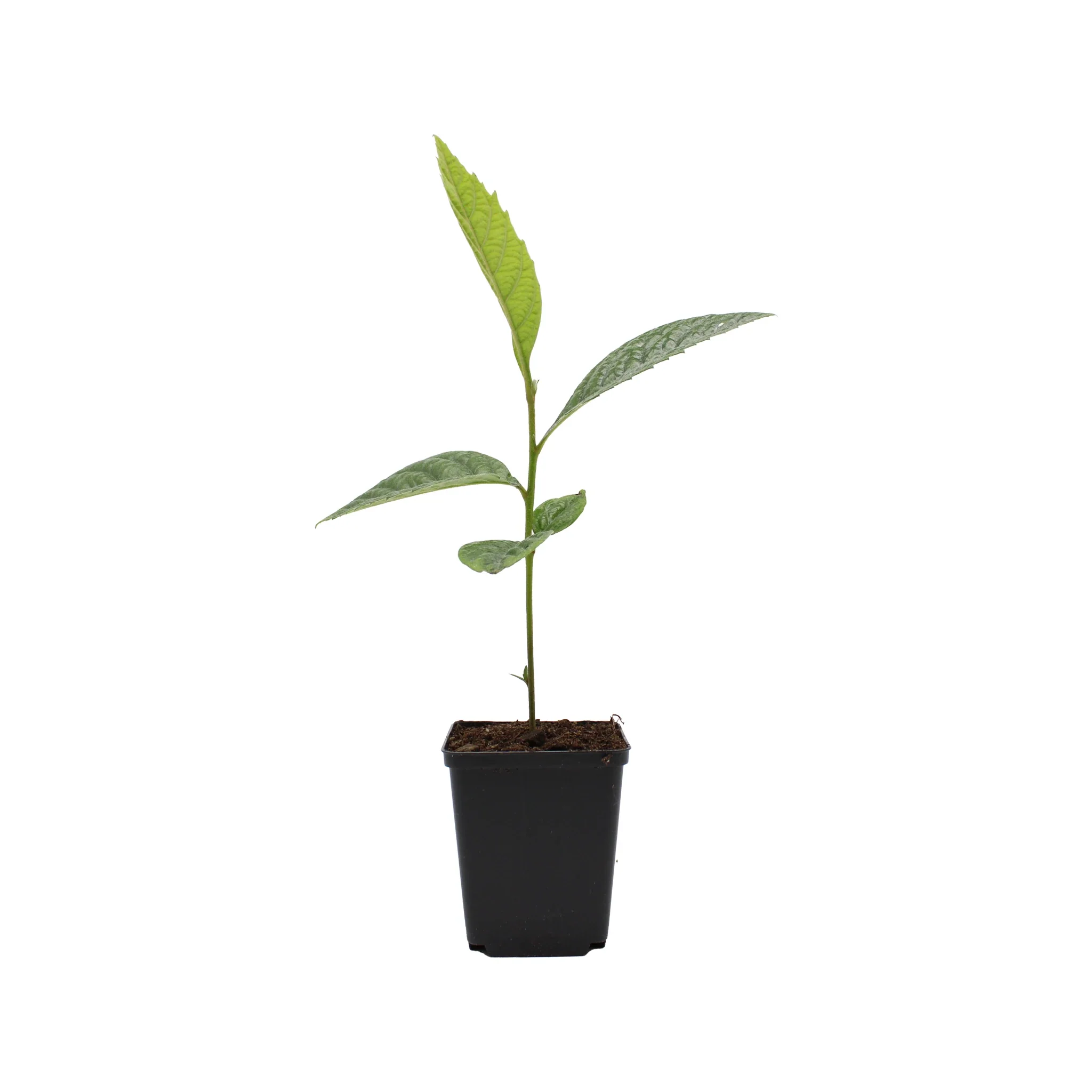 Japanese Medlar Tree (Eriobotrya japonica) - Image 4