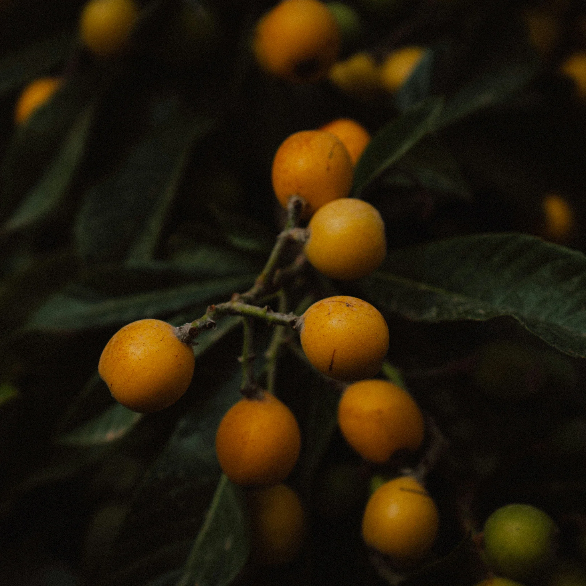 Japanese Medlar Tree (Eriobotrya japonica) - Image 5
