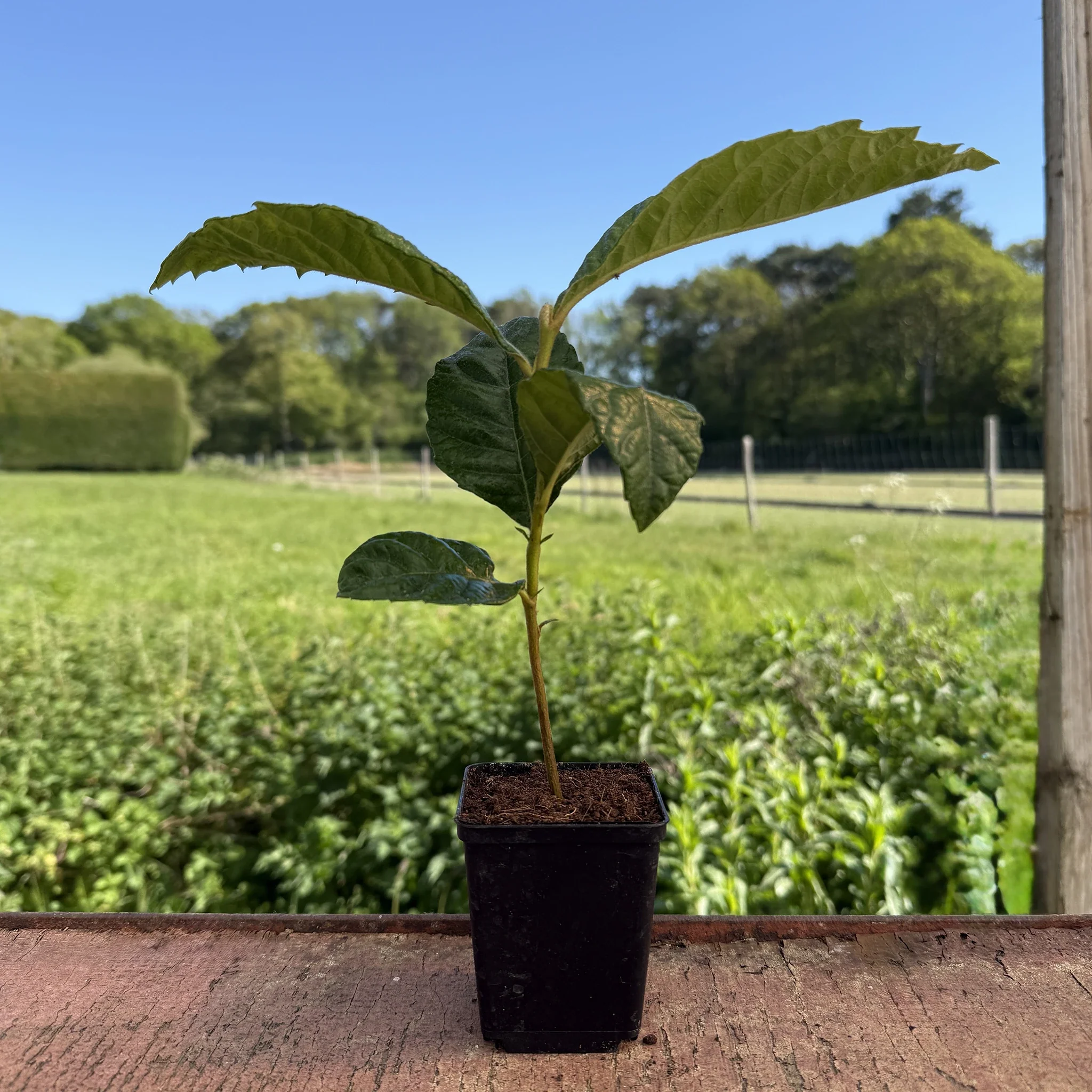 Japanese Medlar Tree (Eriobotrya japonica) - Image 6