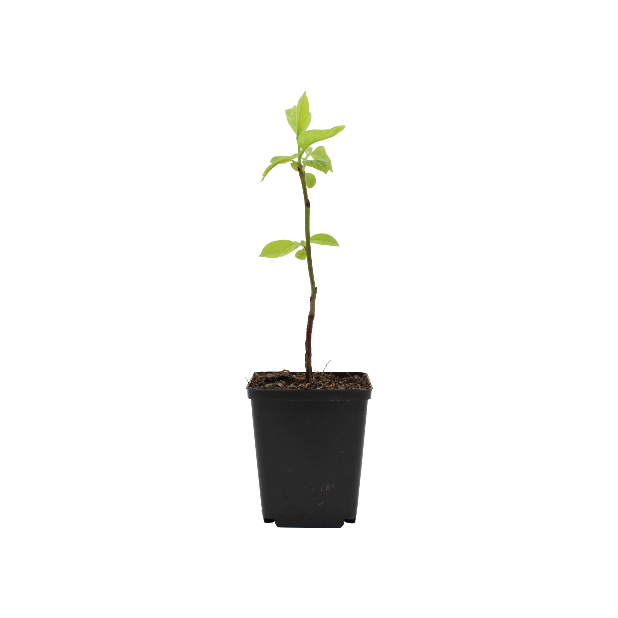 Japanese Persimmon Tree (Diospyros kaki)