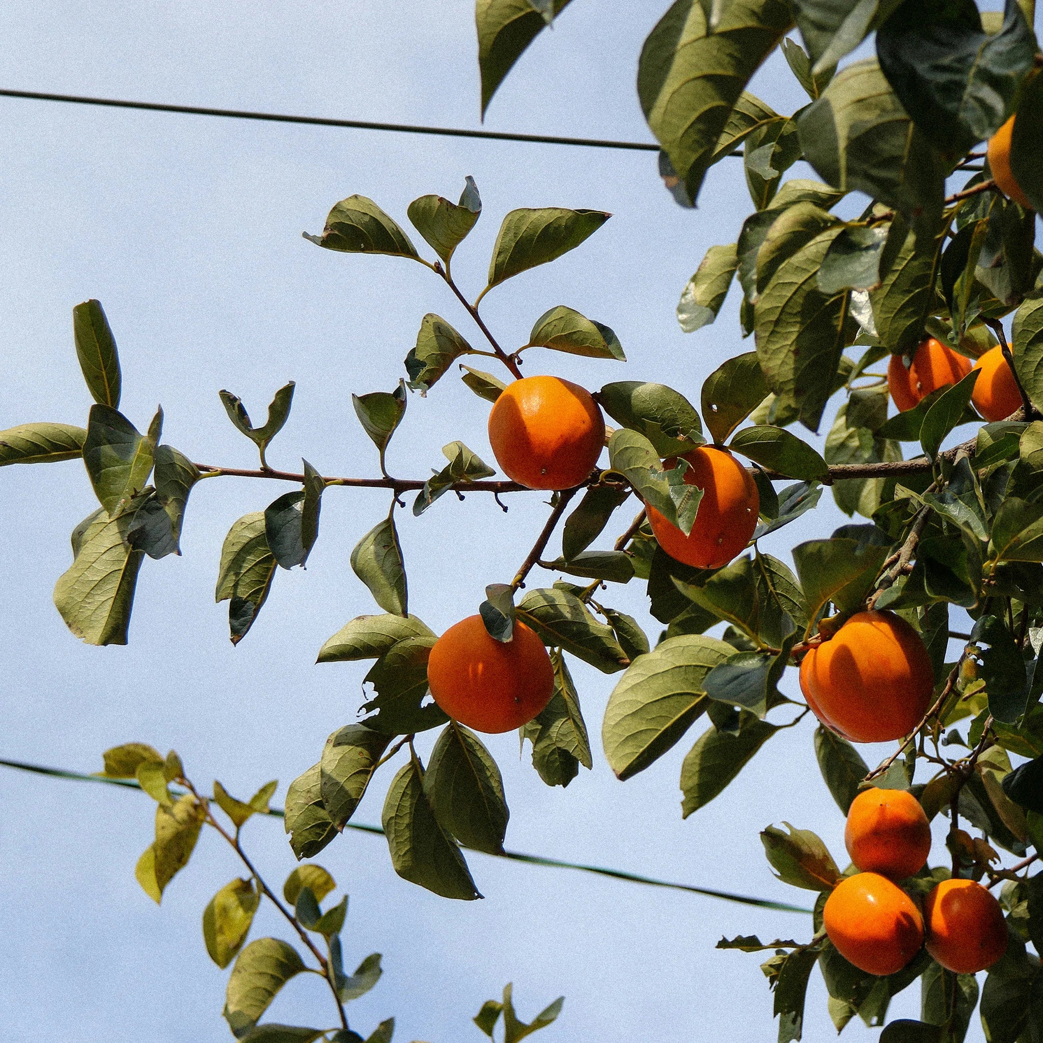 Japanese Persimmon Tree (Diospyros kaki) - Image 2