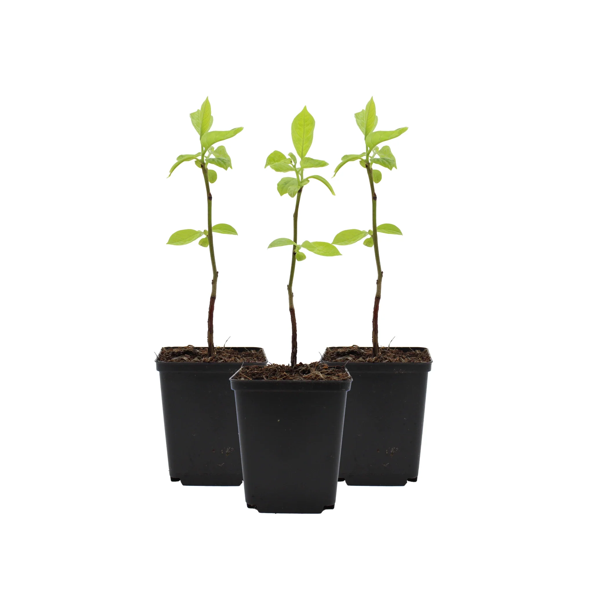 Japanese Persimmon Tree (Diospyros kaki) - Image 3