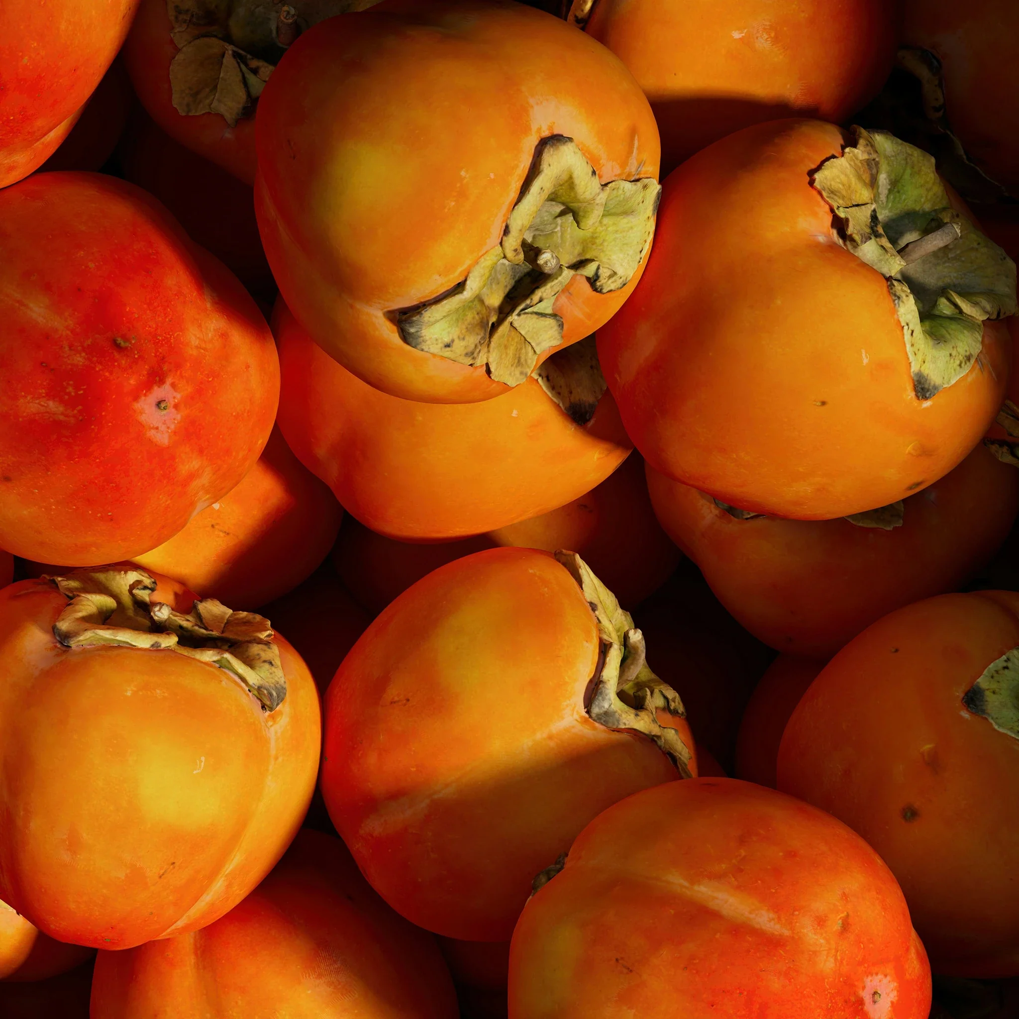Japanese Persimmon Tree (Diospyros kaki) - Image 4