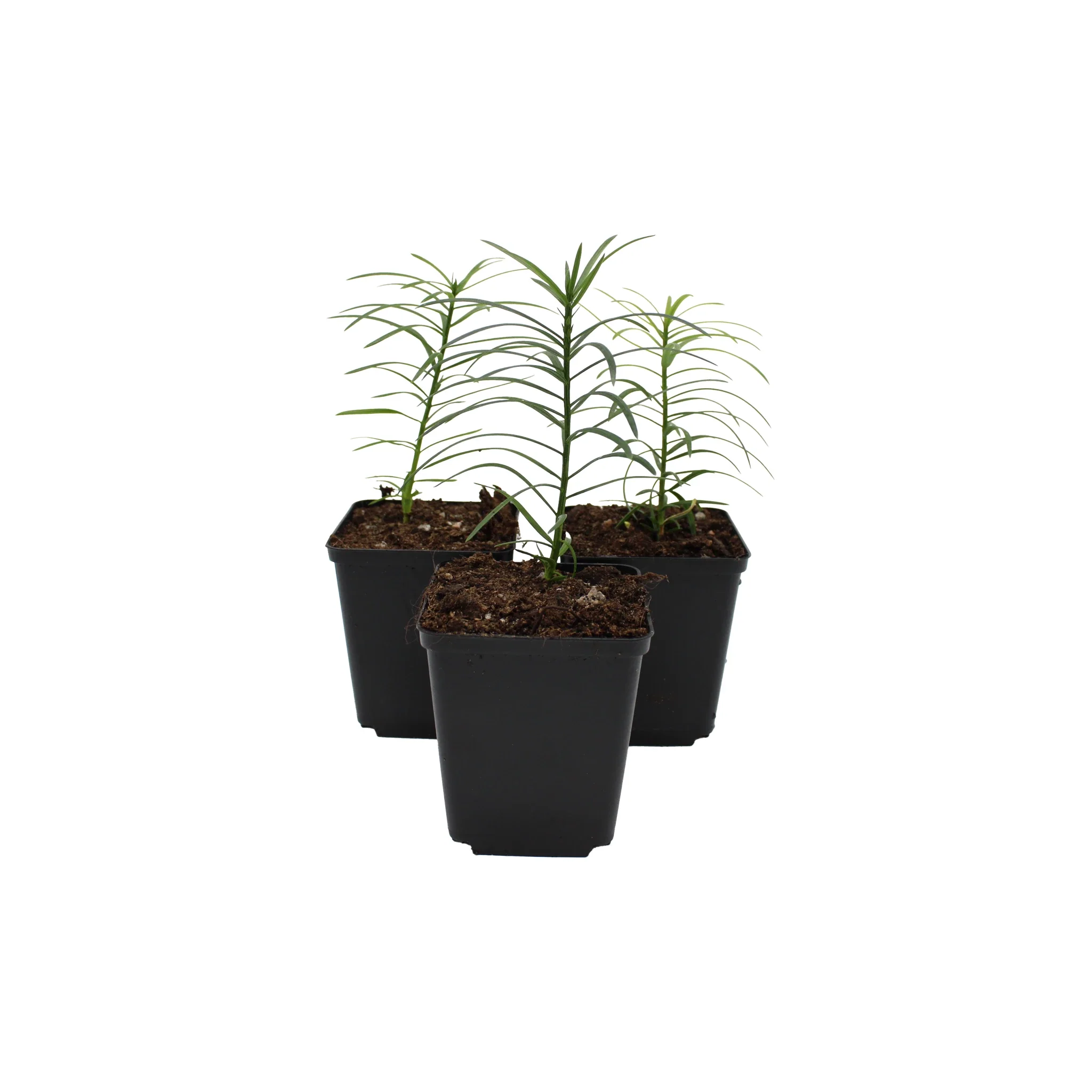 Japanese Plum Yew Tree (Cephalotaxus harringtonii)