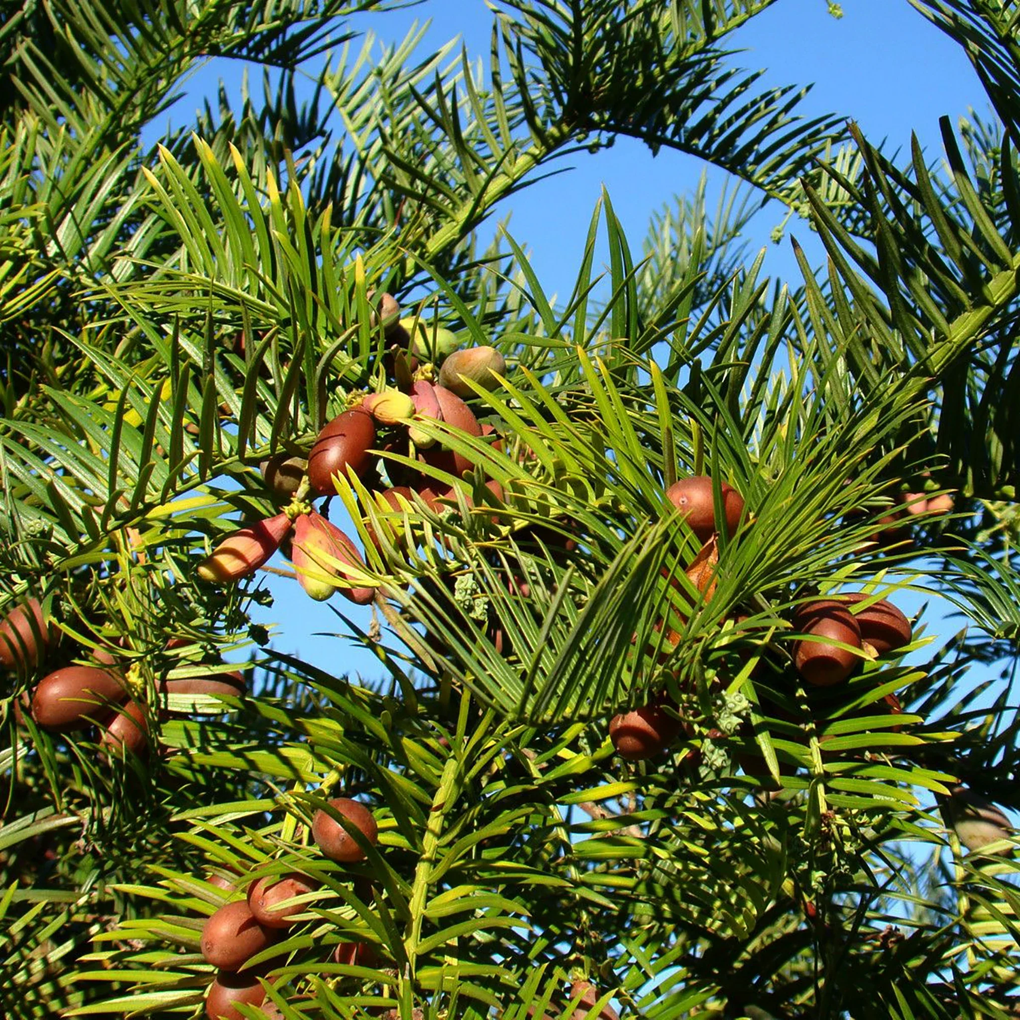 Japanese Plum Yew Tree (Cephalotaxus harringtonii) - Image 2