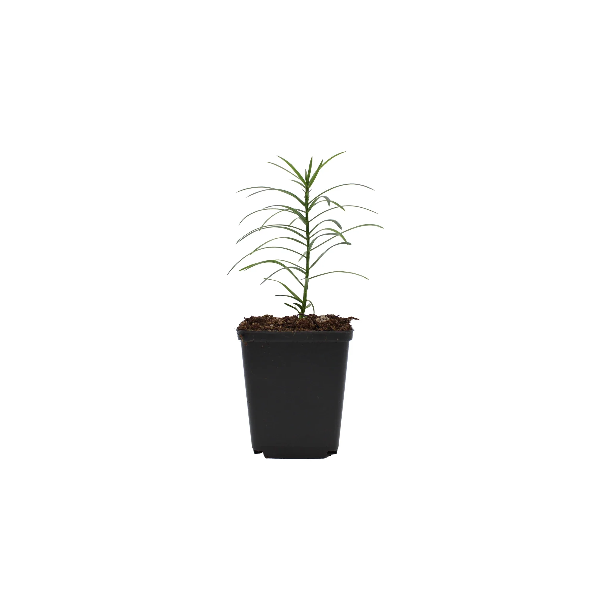 Japanese Plum Yew Tree (Cephalotaxus harringtonii) - Image 3