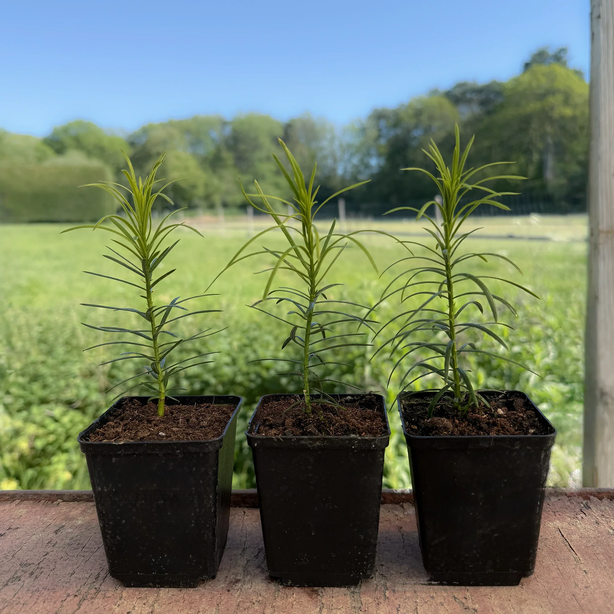 Japanese Plum Yew Tree (Cephalotaxus harringtonii) - Image 4
