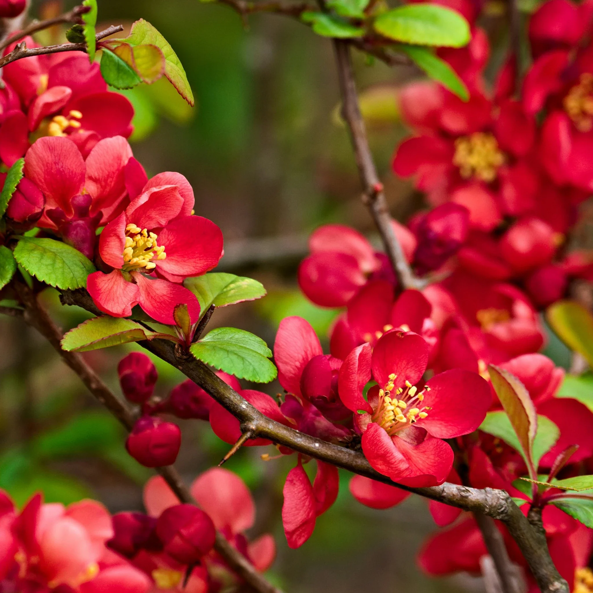 Japanese Quince Plant (Chaenomeles japonica) - Image 2