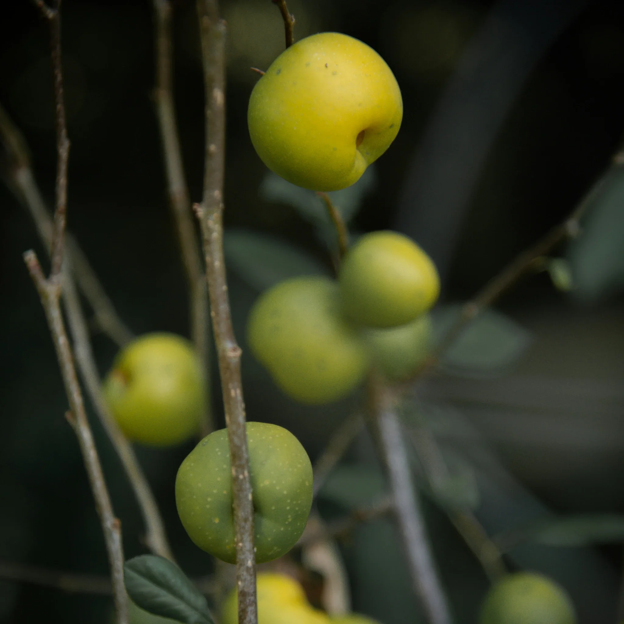 Japanese Quince Plant (Chaenomeles japonica) - Image 4