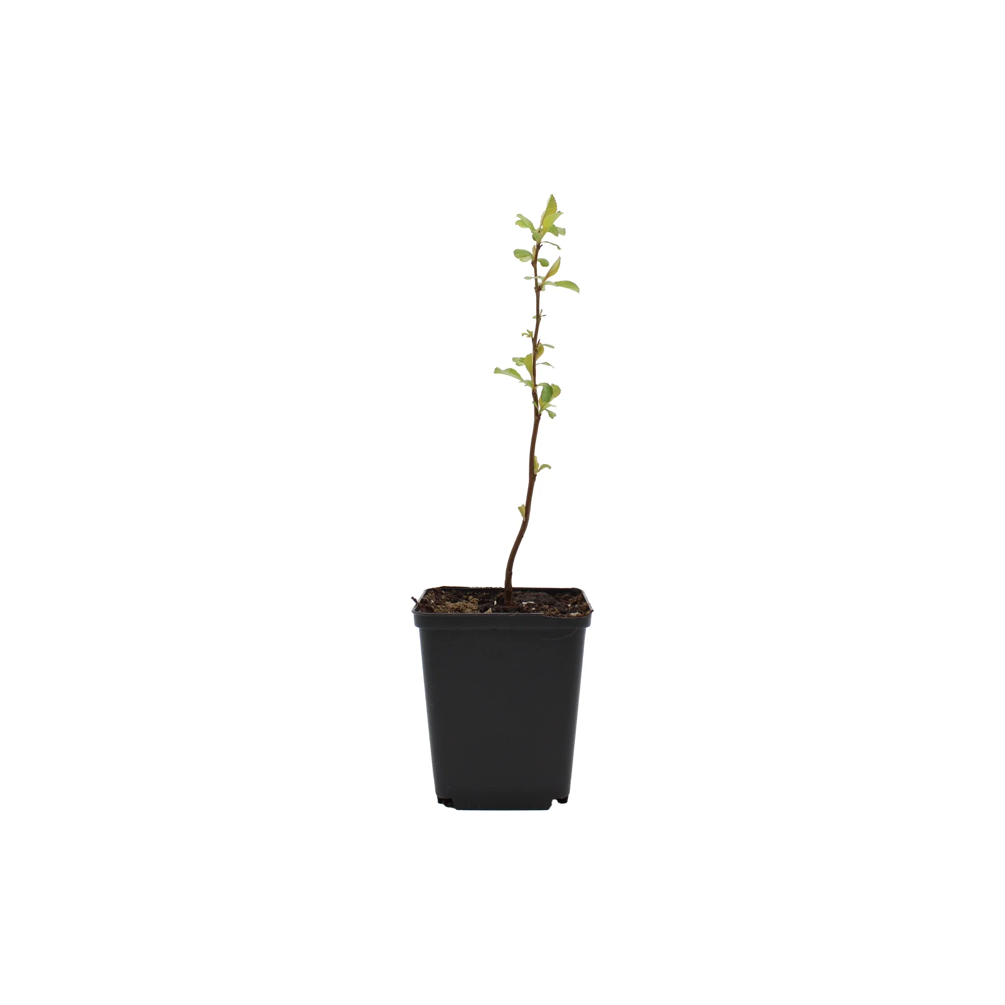 Japanese Quince Plant (Chaenomeles japonica) - Image 5