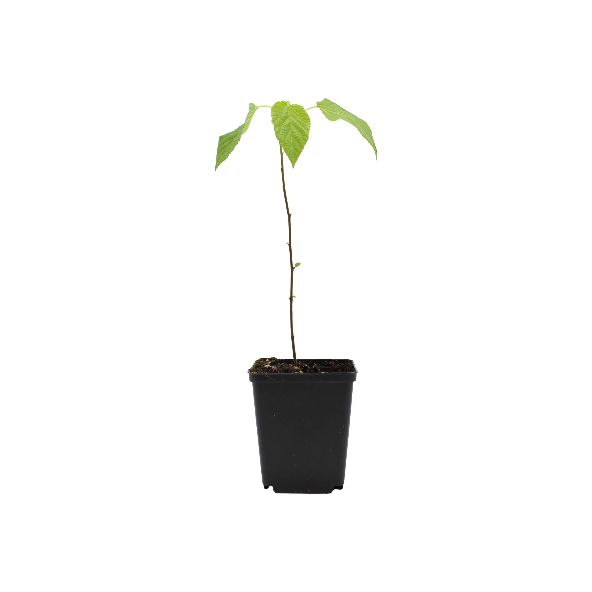 Japanese Raisin Tree (Hovenia dulcis)