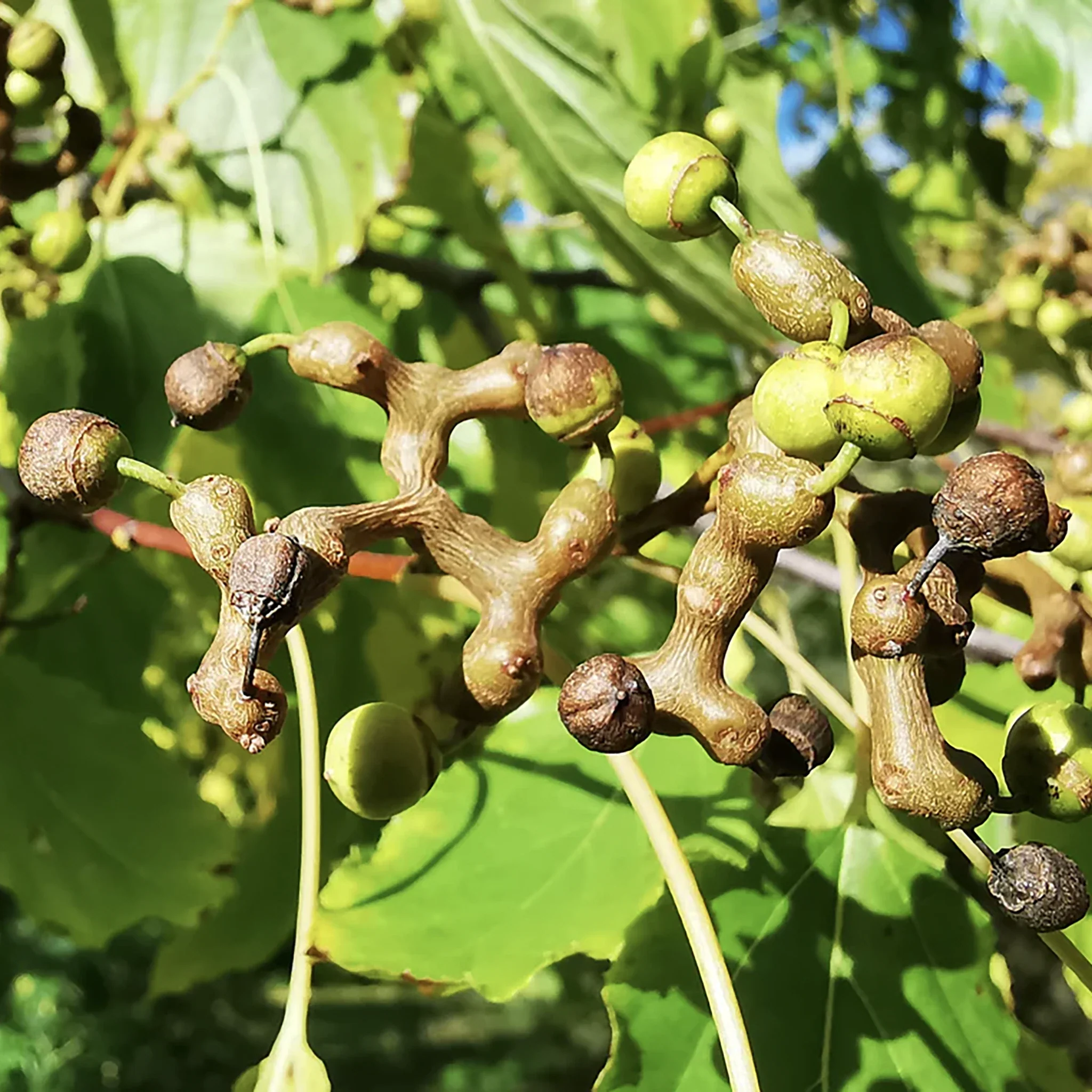 Japanese Raisin Tree (Hovenia dulcis) - Image 2