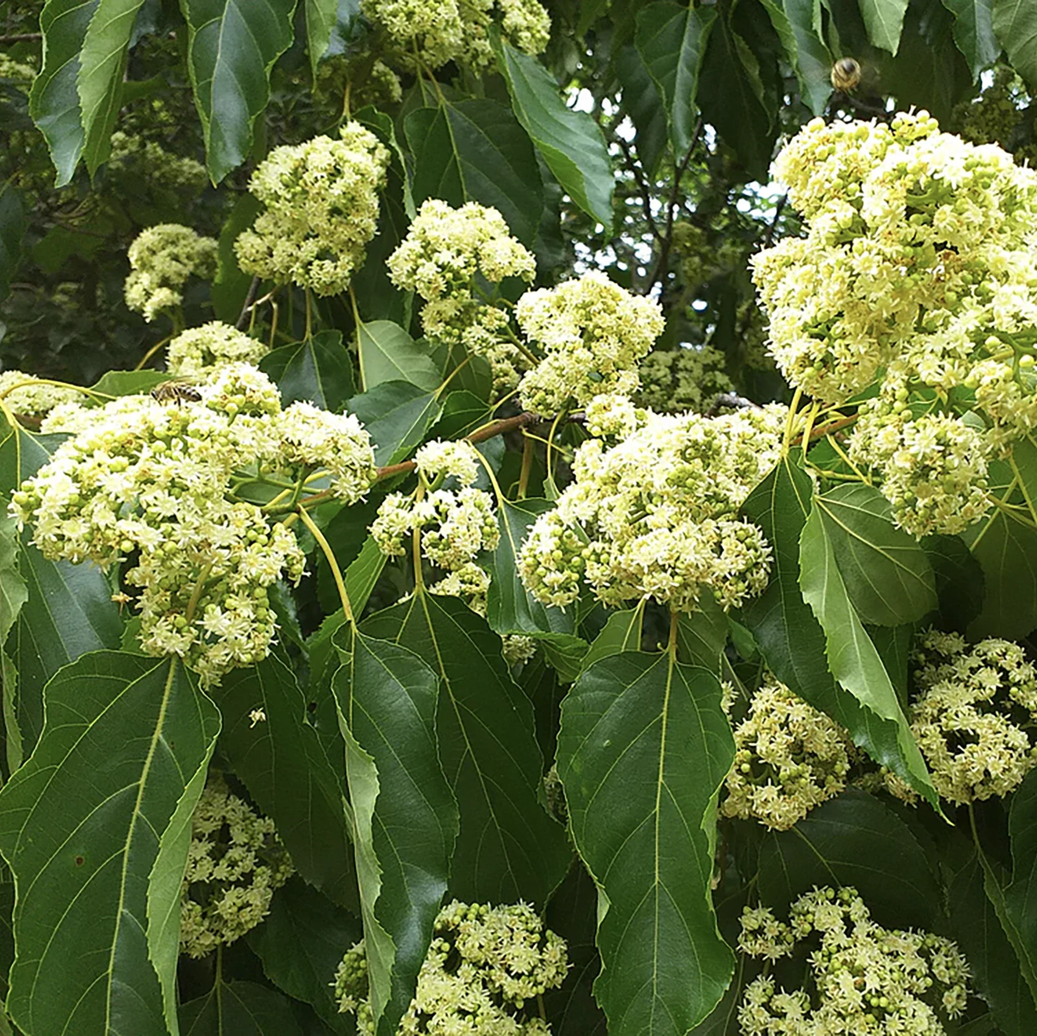 Japanese Raisin Tree (Hovenia dulcis) - Image 3