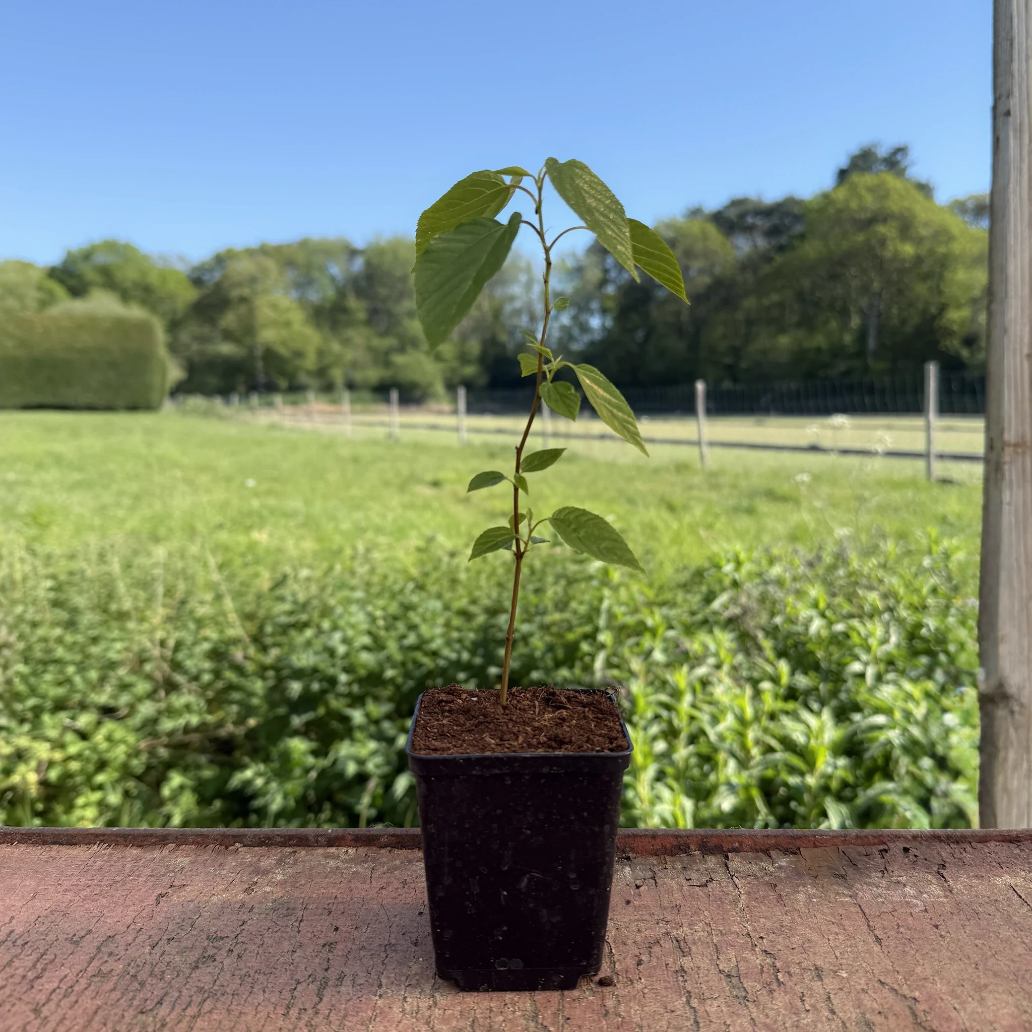 Japanese Raisin Tree (Hovenia dulcis) - Image 4