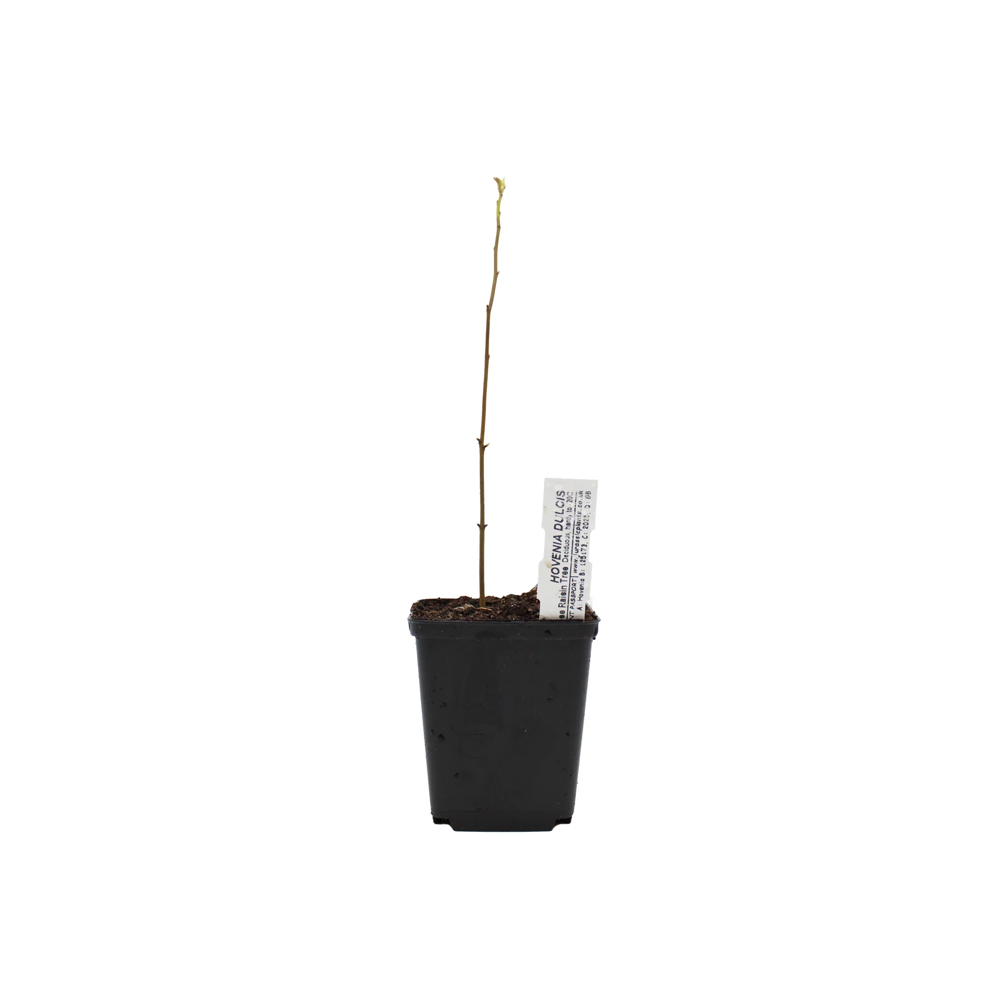 Japanese Raisin Tree (Hovenia dulcis) - Image 5