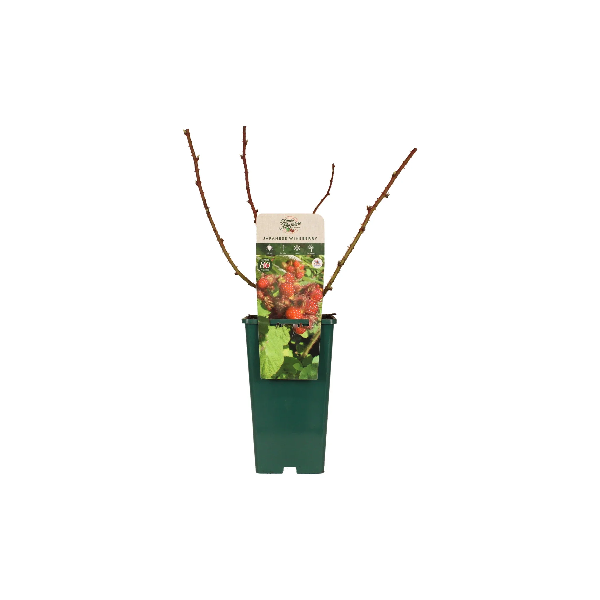 Japanese Wineberry Plant