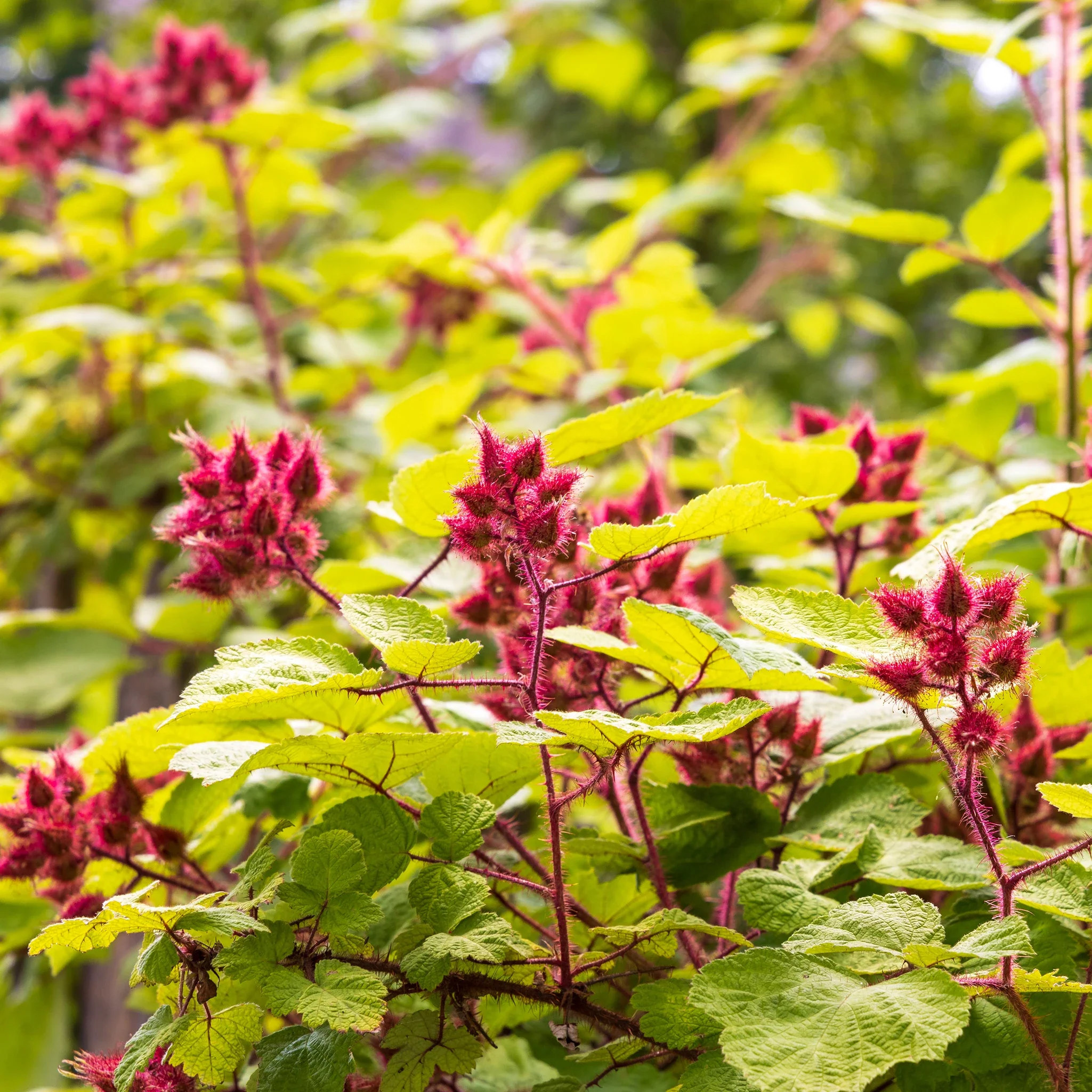 Japanese Wineberry Plant - Image 2