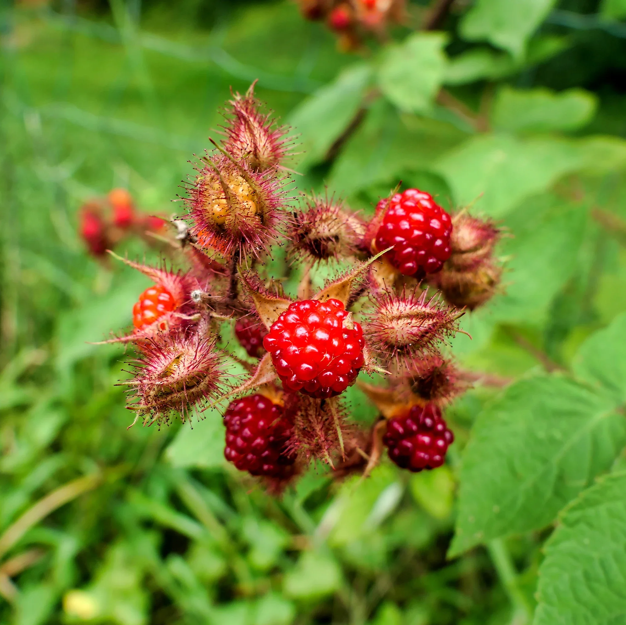 Japanese Wineberry Plant - Image 3