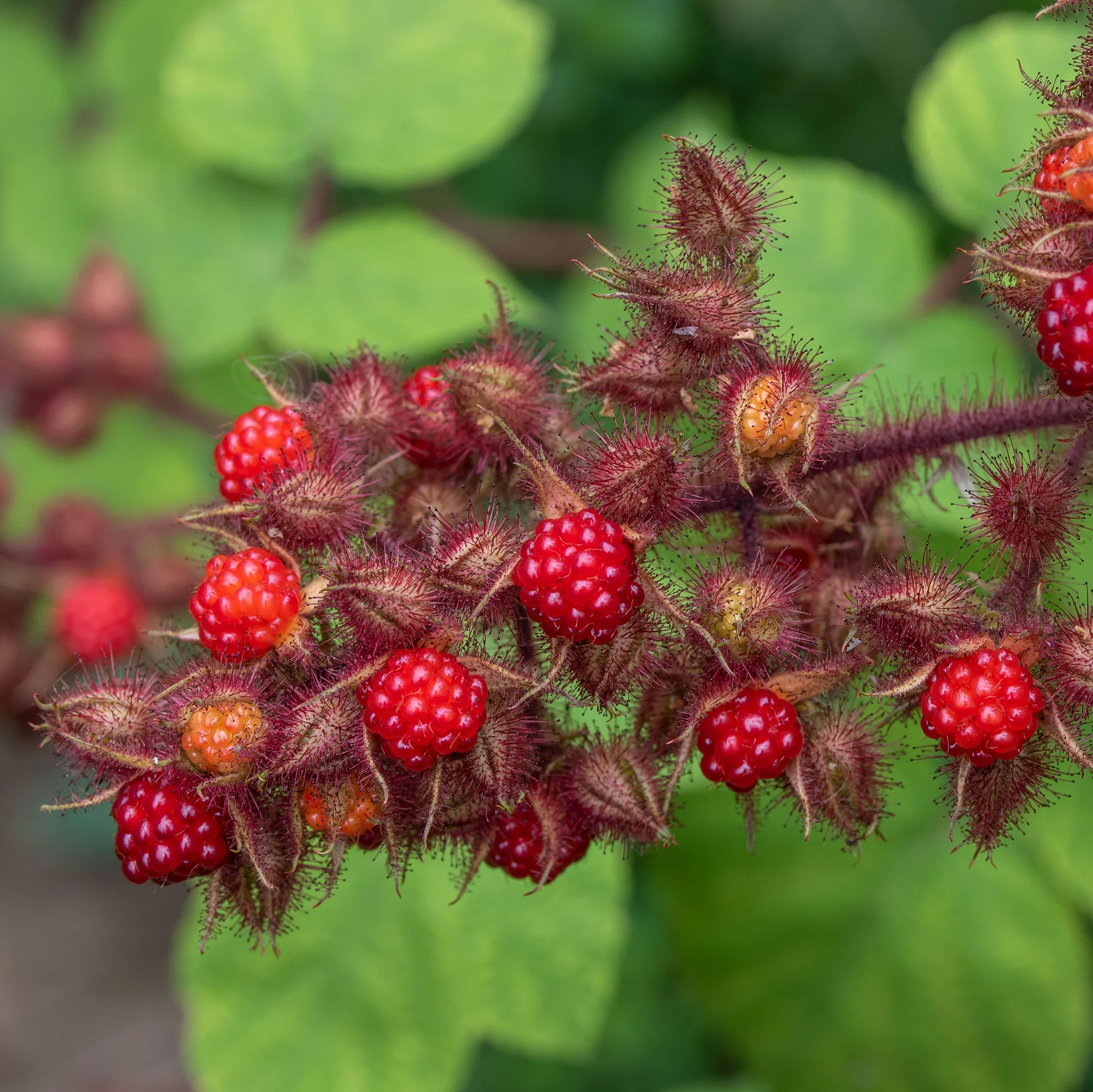 Japanese Wineberry Plant - Image 4