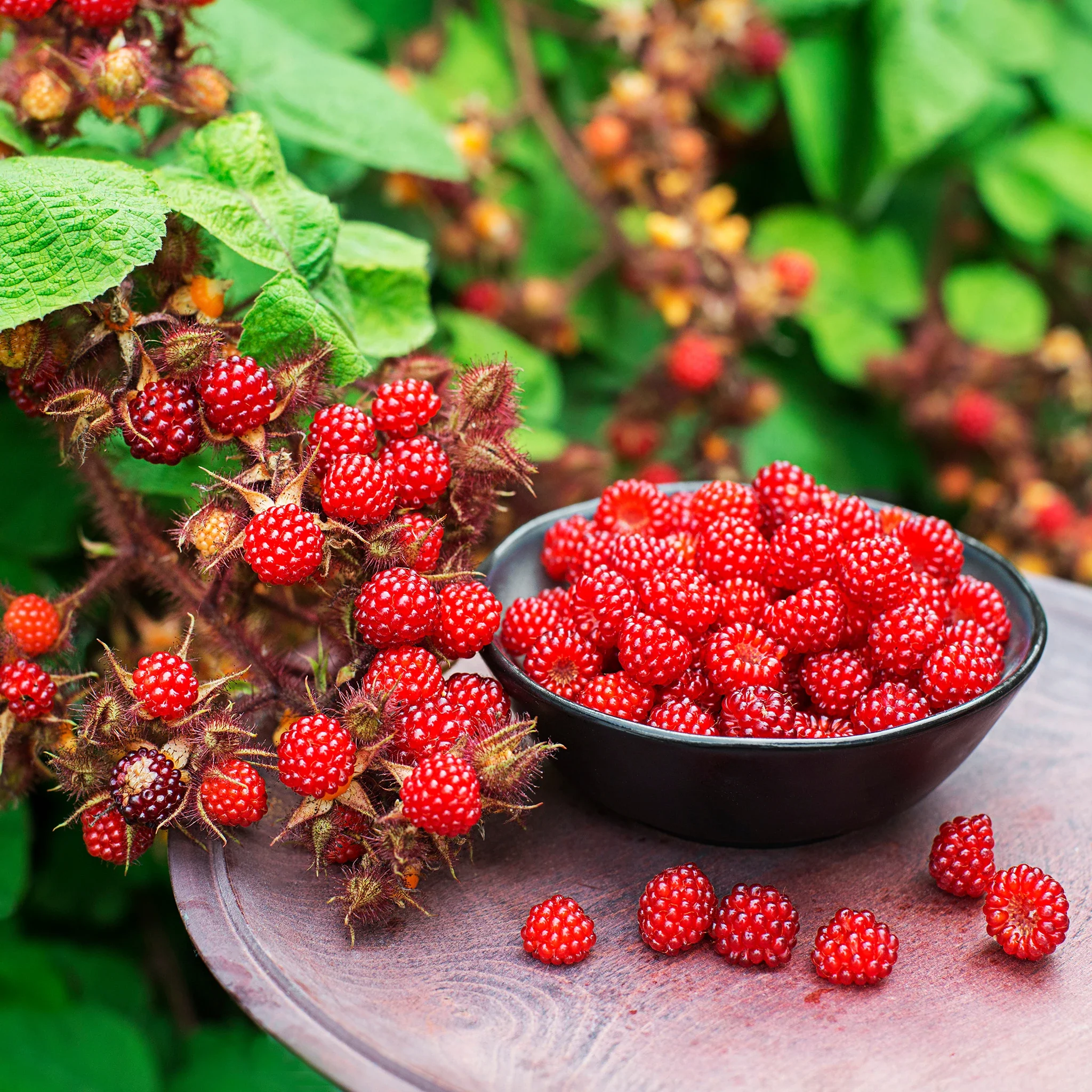 Japanese Wineberry Plant - Image 5