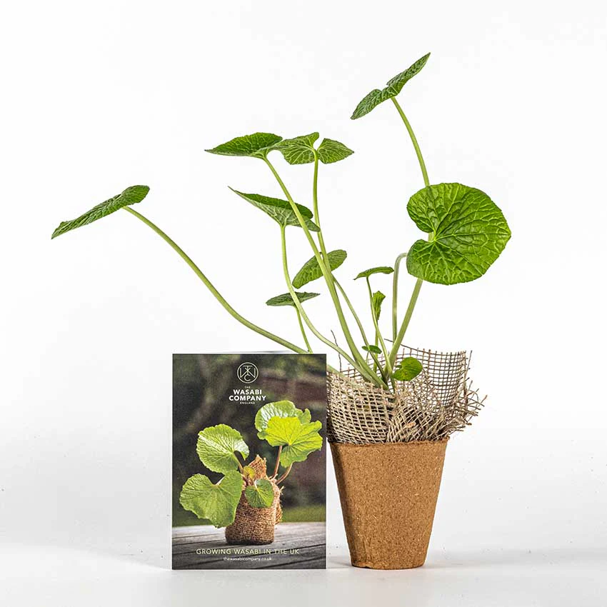 Large Wasabi Plant - Image 3