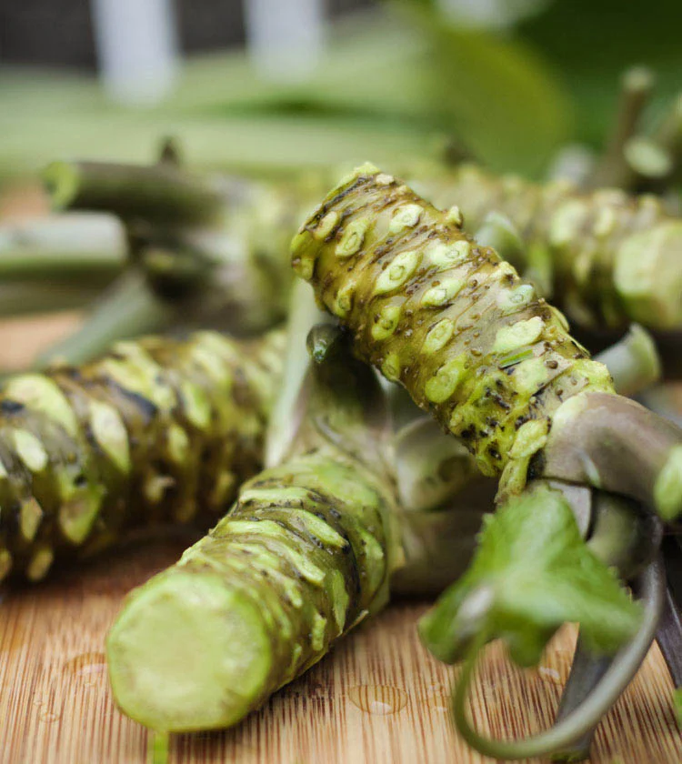 Large Wasabi Plant - Image 5