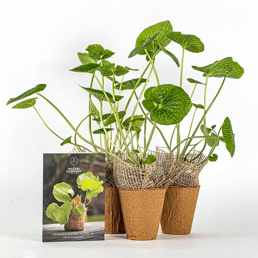 Large Wasabi Plants - Set of 3 - Image 3