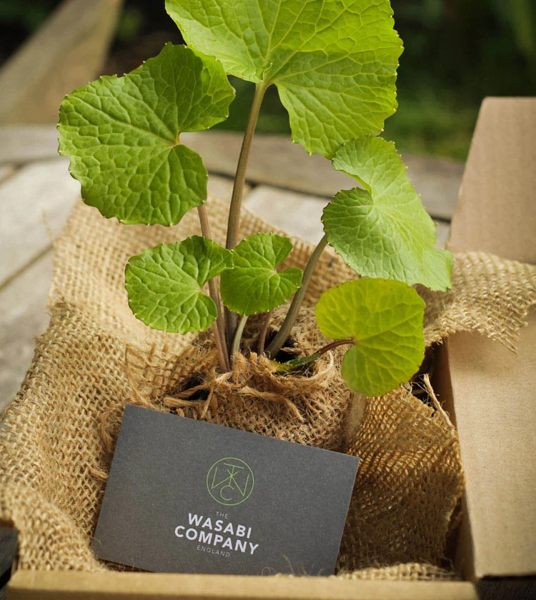 Large Wasabi Plants - Set of 3 - Image 4