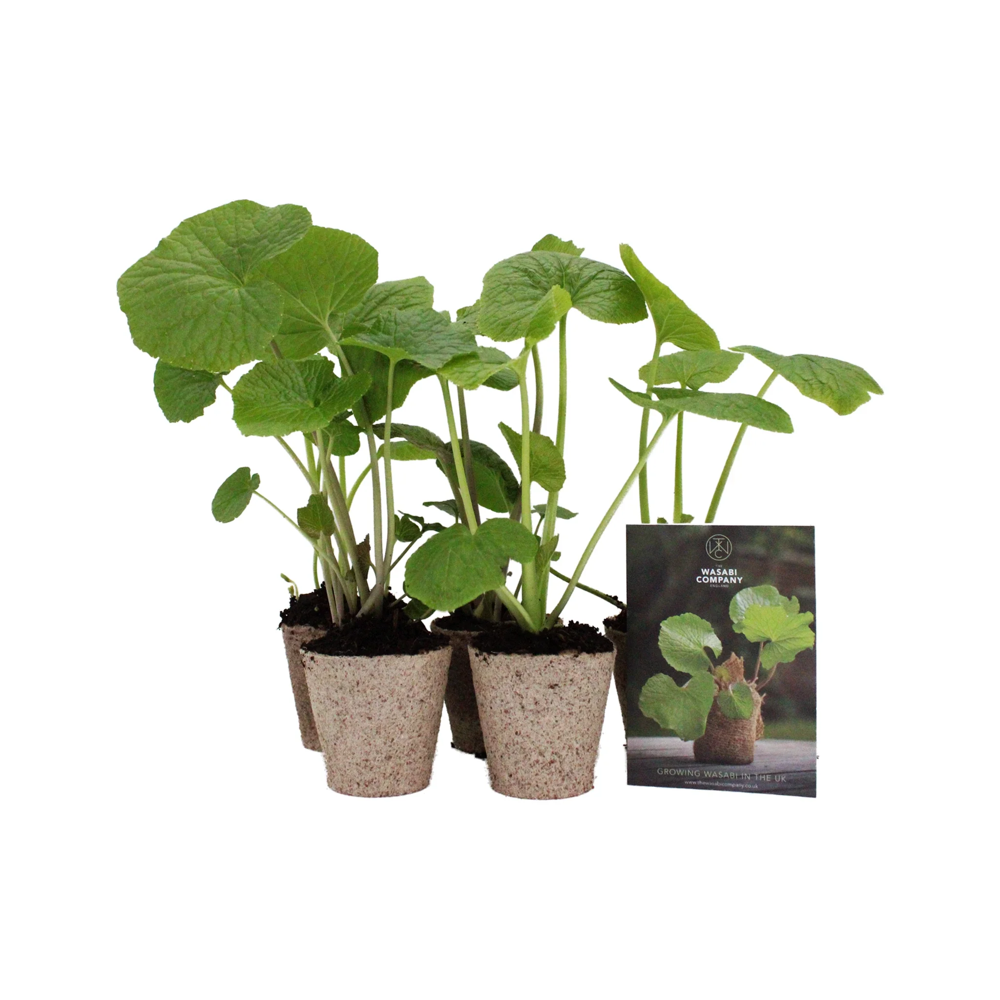 Large Wasabi Plants - Set of 5