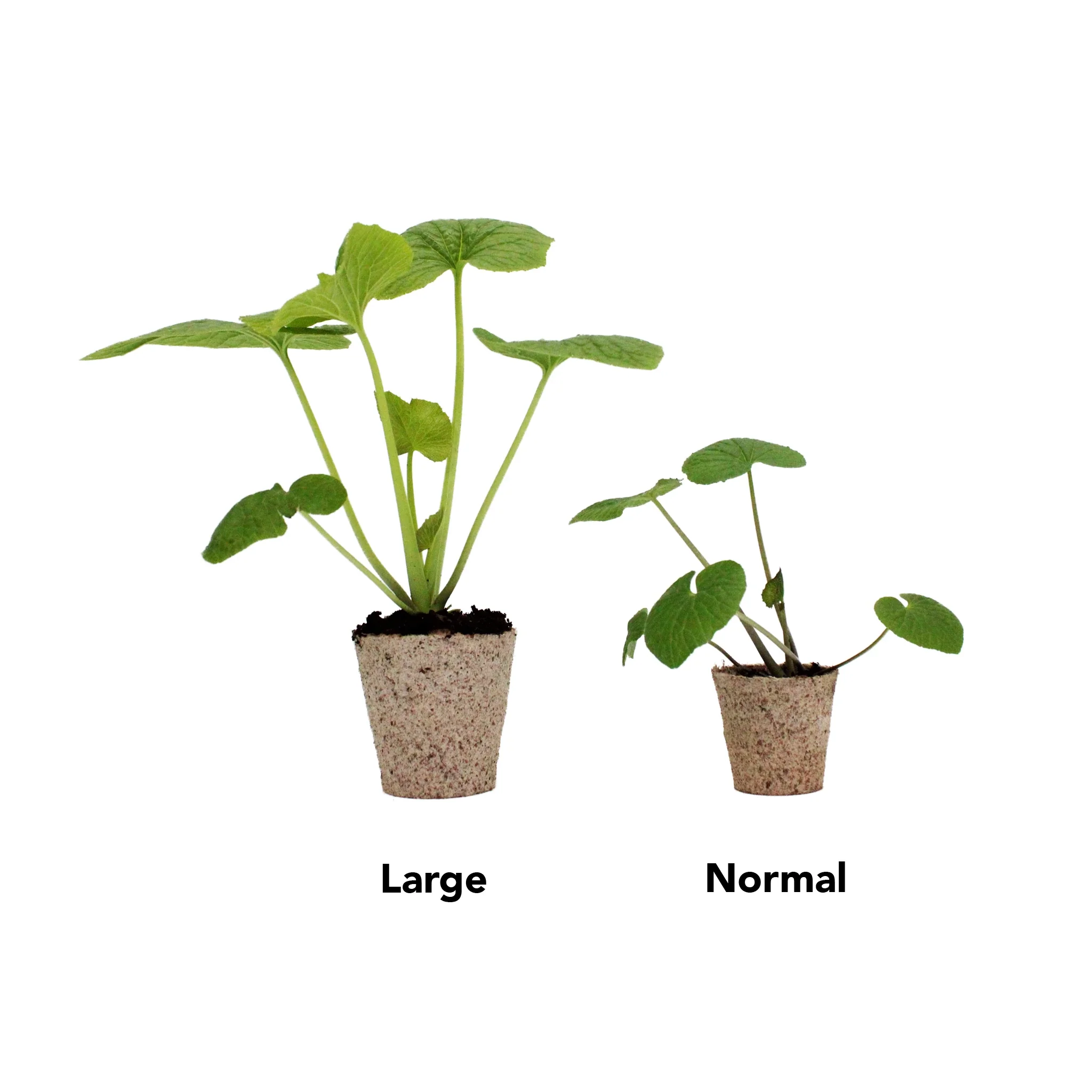 Large Wasabi Plants - Set of 5 - Image 2