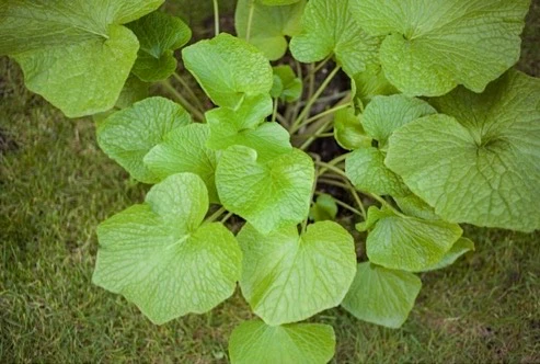 Large Wasabi Plants - Set of 5 - Image 4
