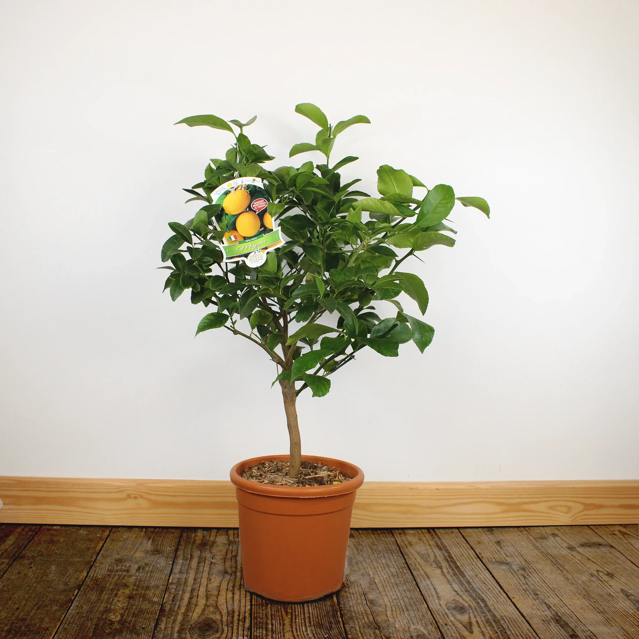 Meyer Lemon Tree - Image 3