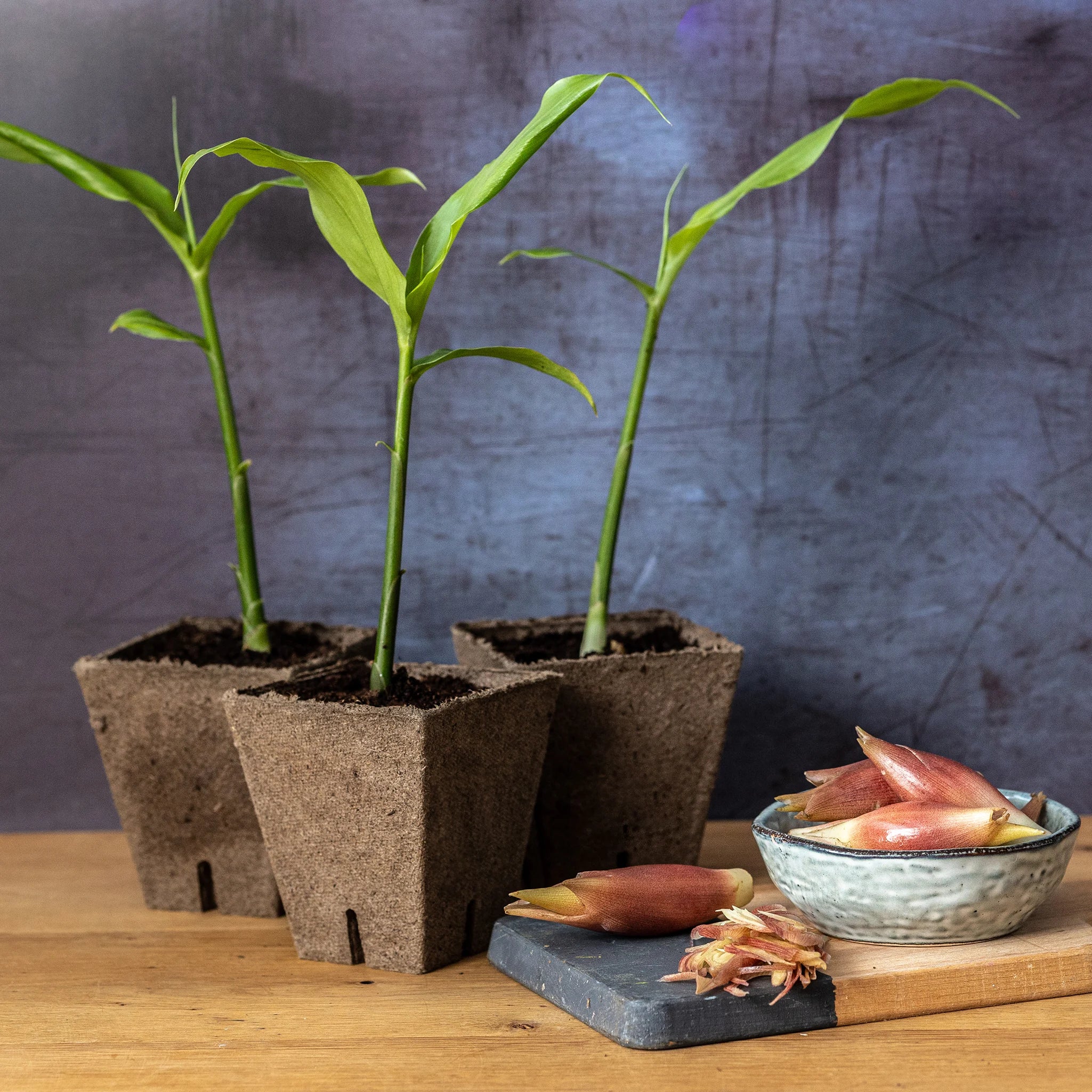Myoga Set - Plants x 3 & Ginger Buds