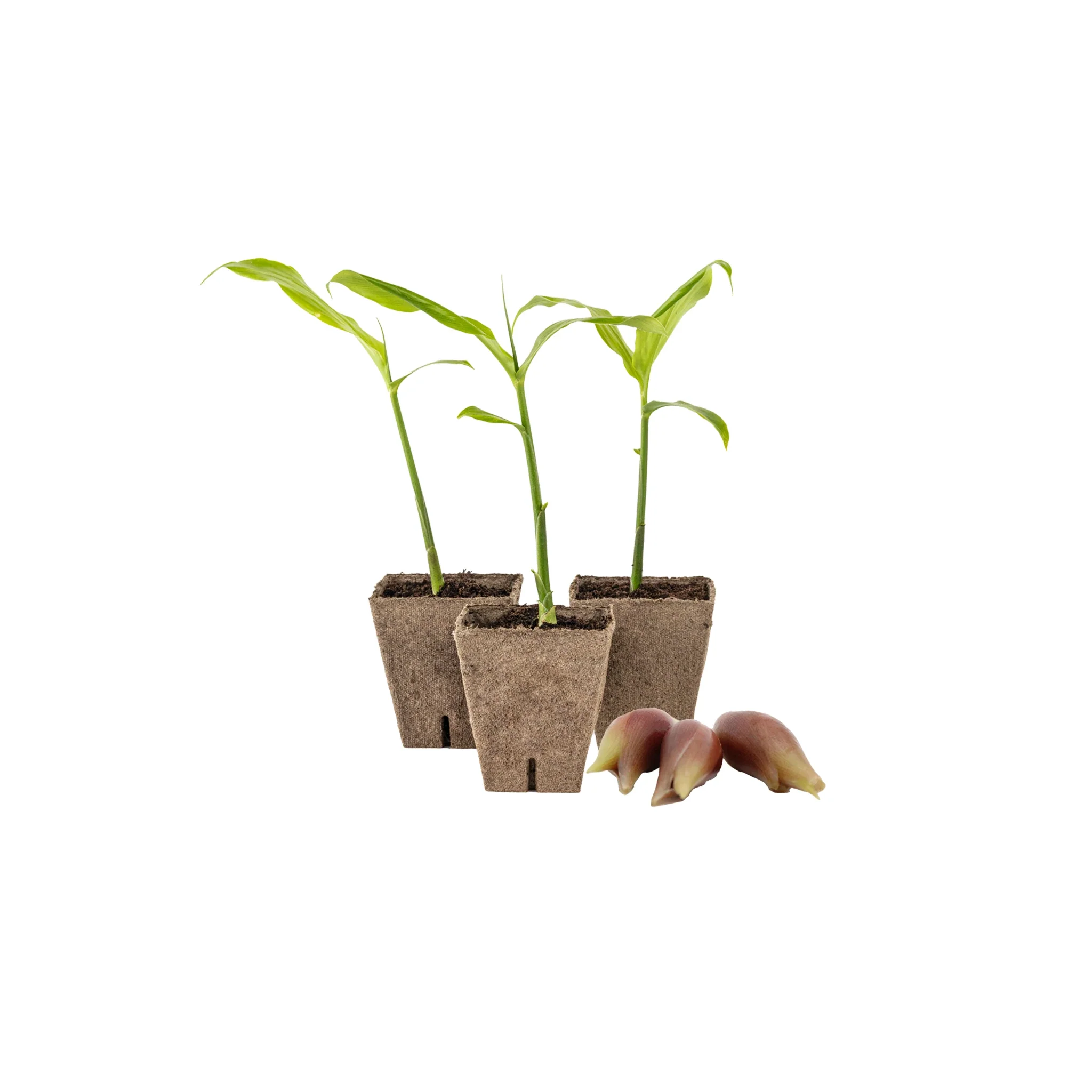 Myoga Set - Plants x 3 & Ginger Buds - Image 2