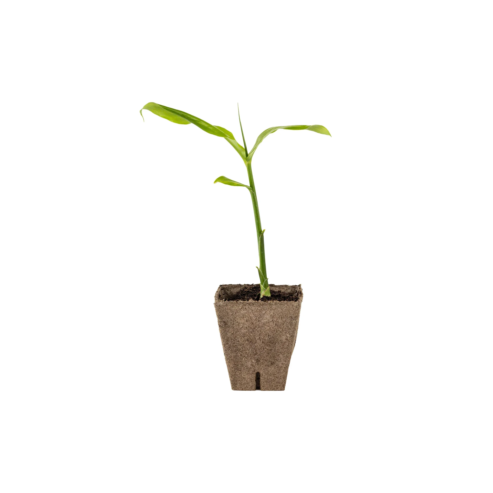 Myoga Japanese Ginger Plant