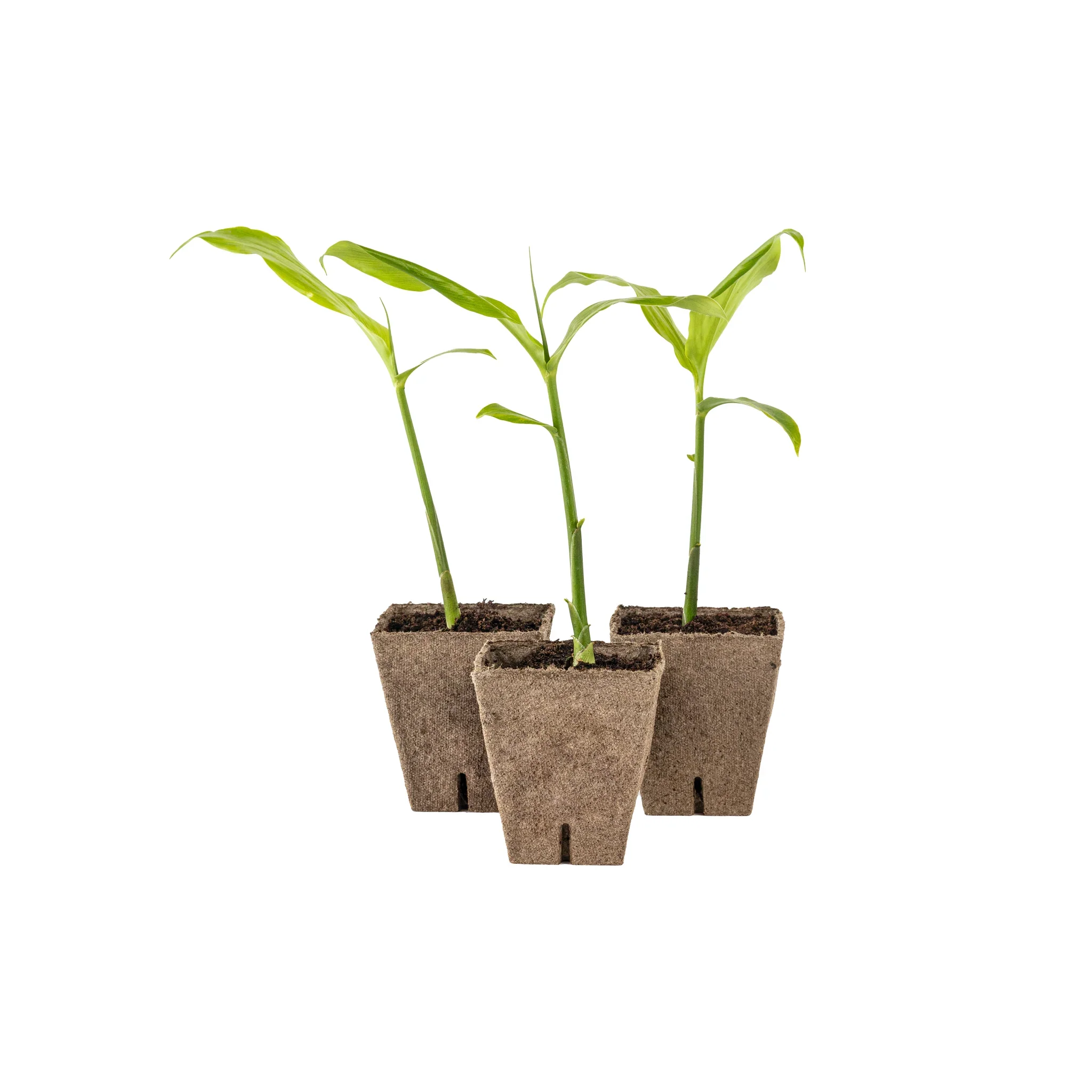 Myoga Japanese Ginger Plant - Image 3